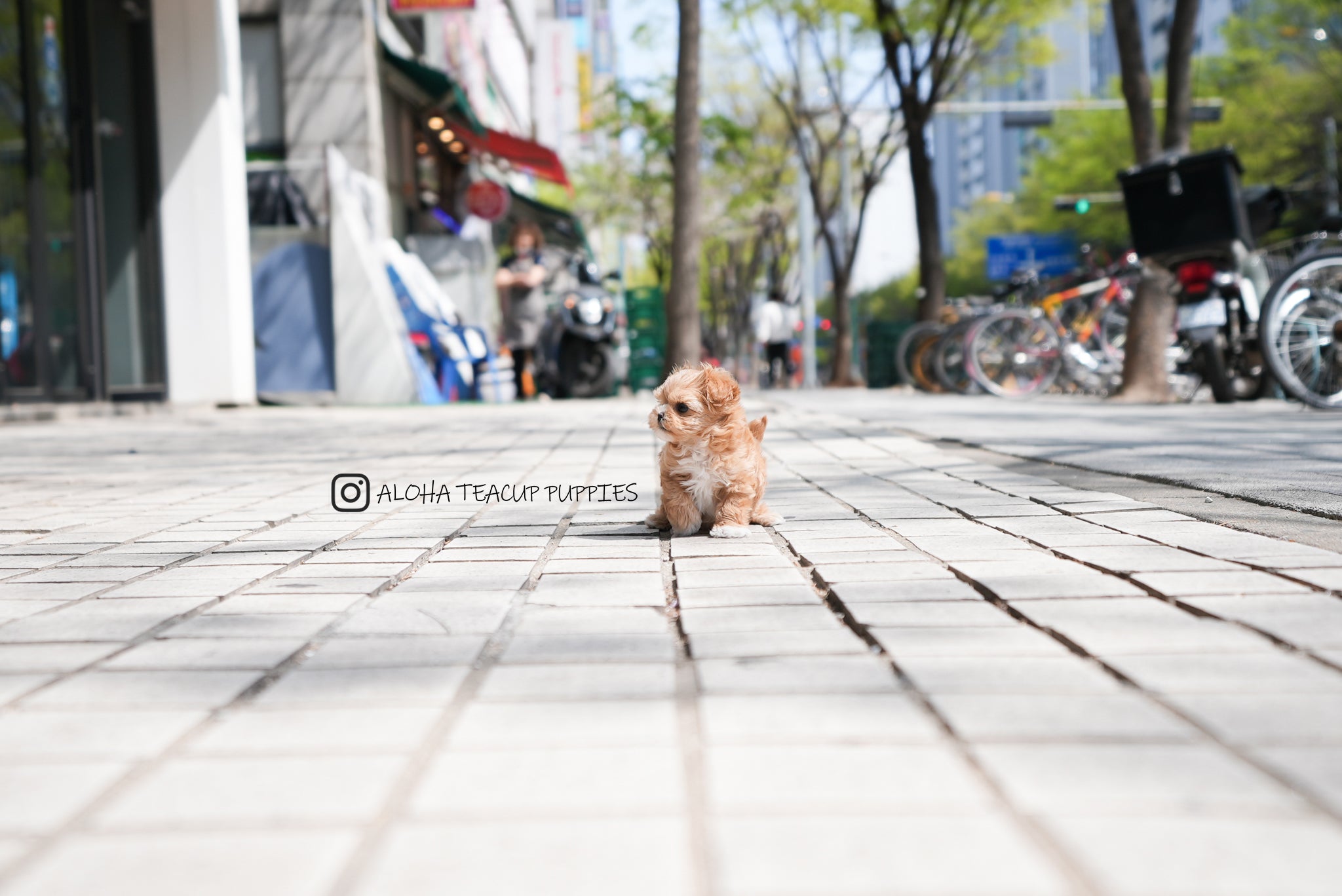 Avril [TEACUP MALTIPOO]