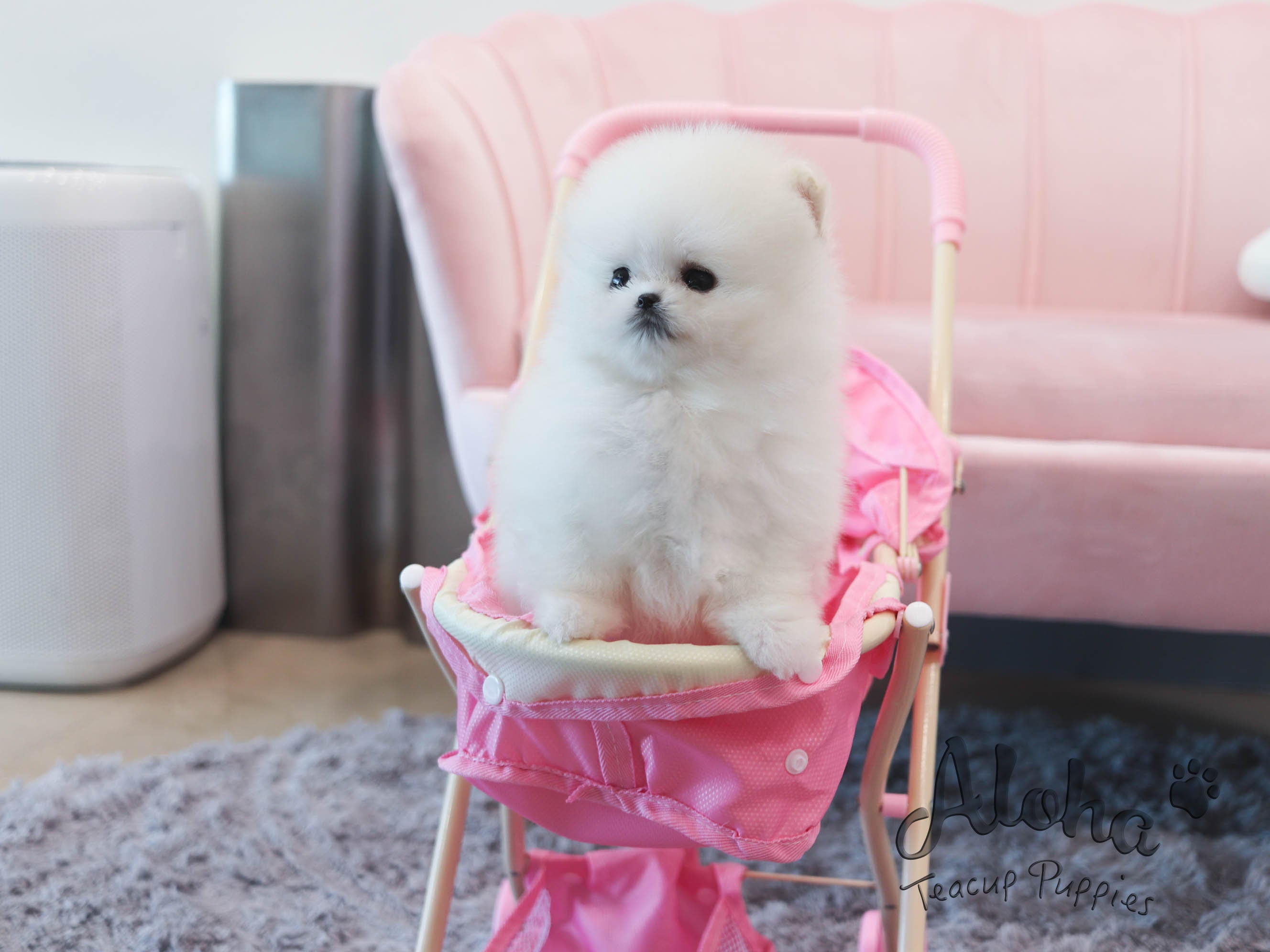 Ava [TEACUP POMERANIAN]