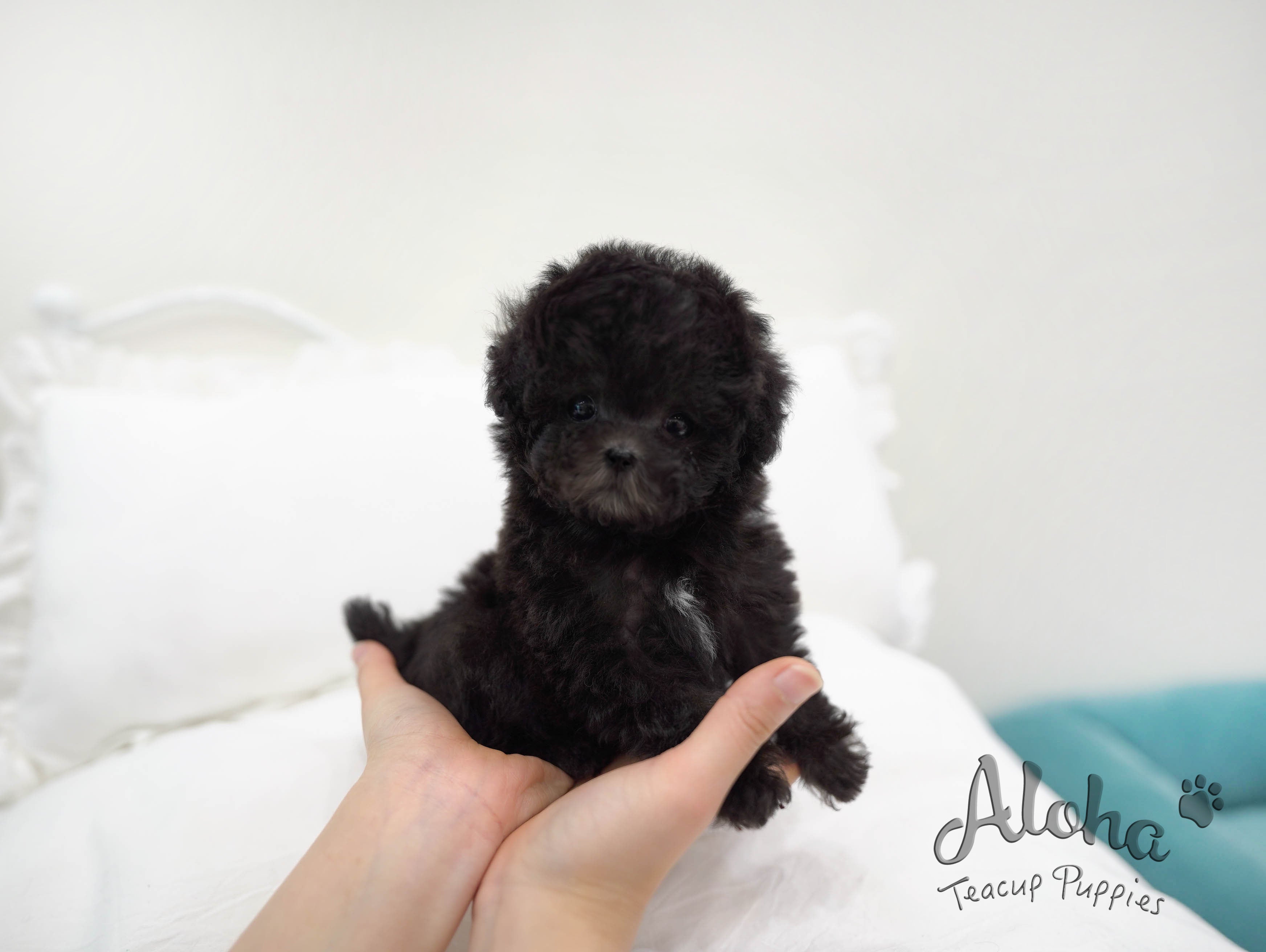 Tori [TEACUP POODLE]