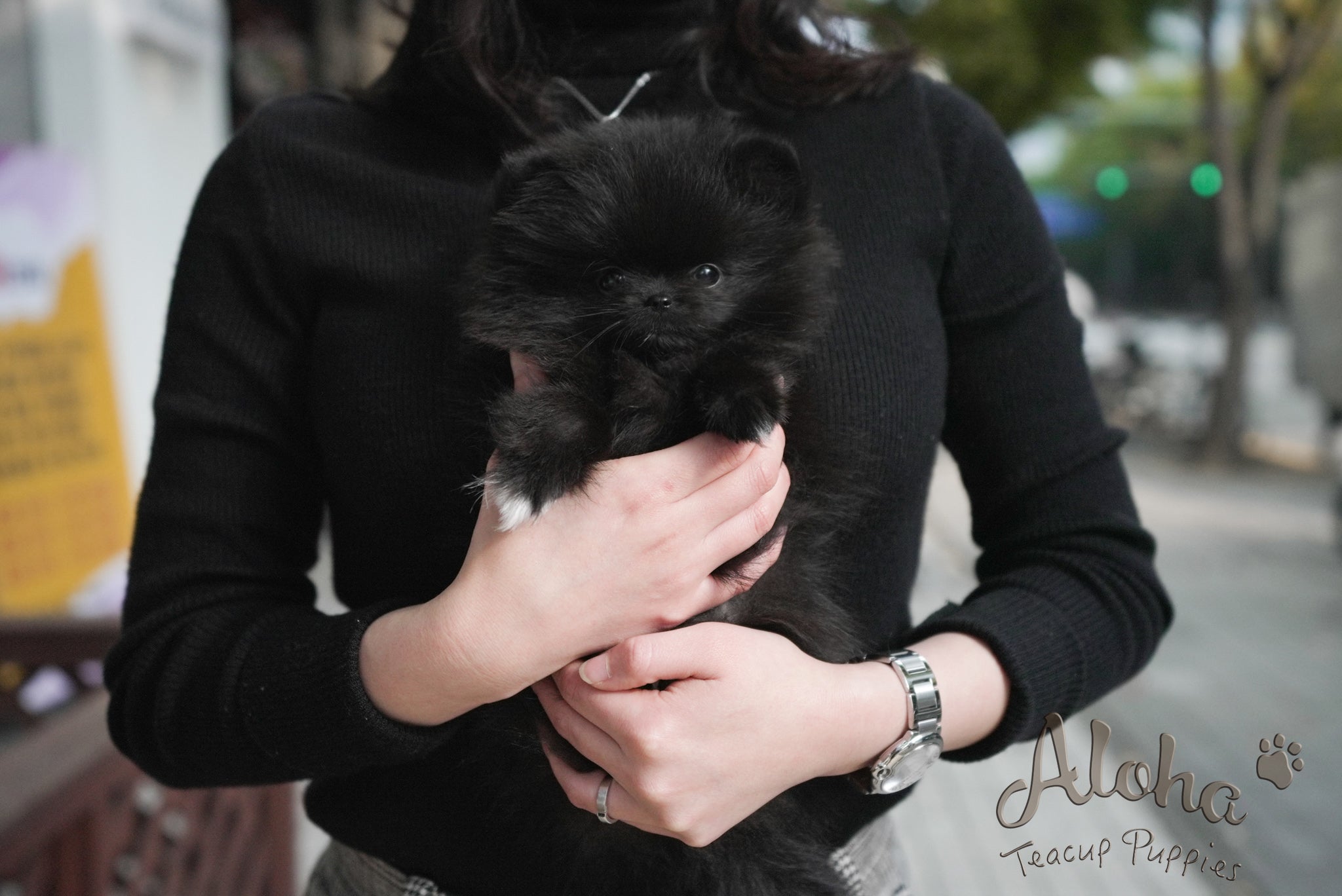 Bella [TEACUP POMERANIAN]