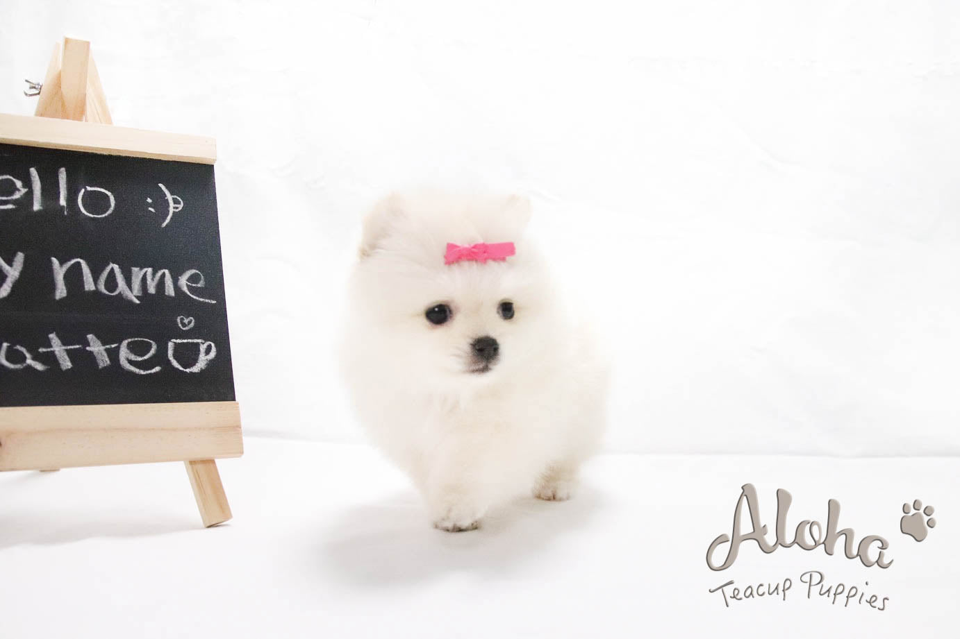 Vendido a Mahsa, Latte - [Pomerania]