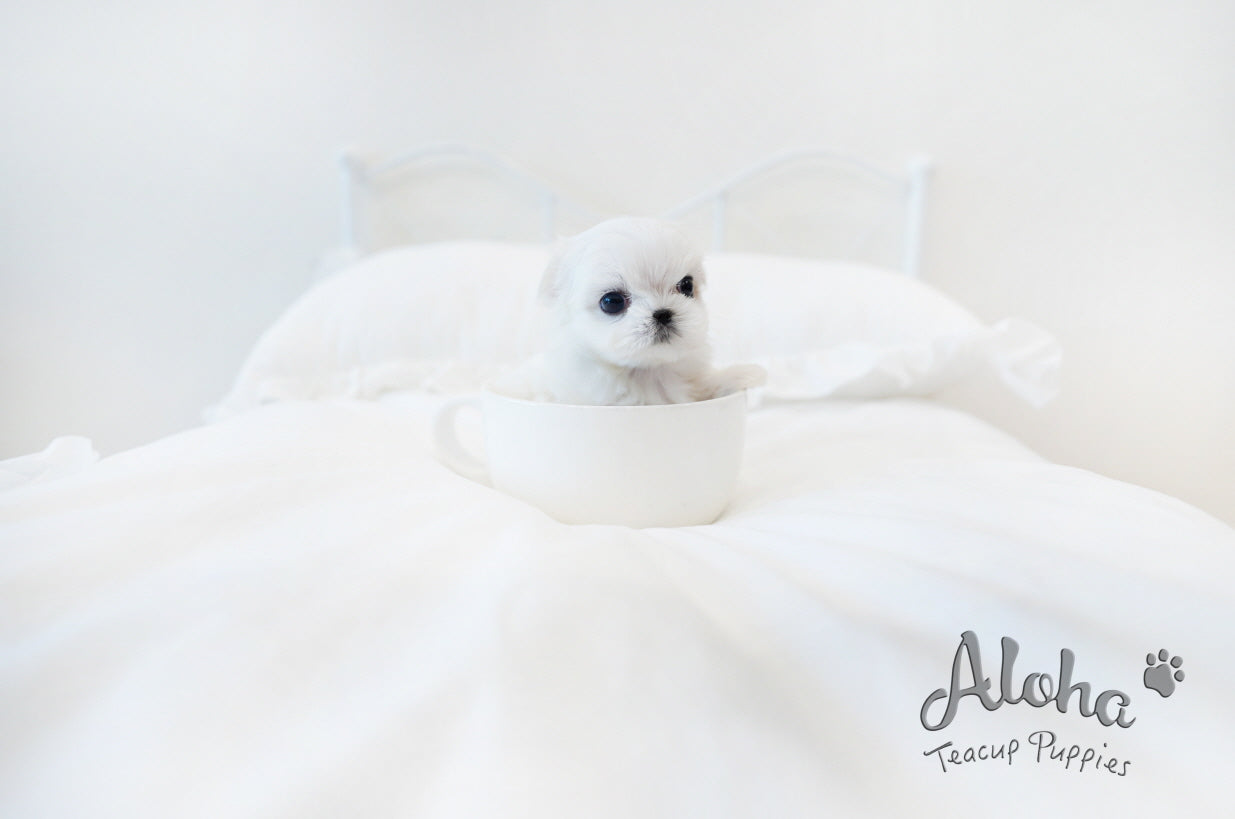Dove [TEACUP MALTESE]