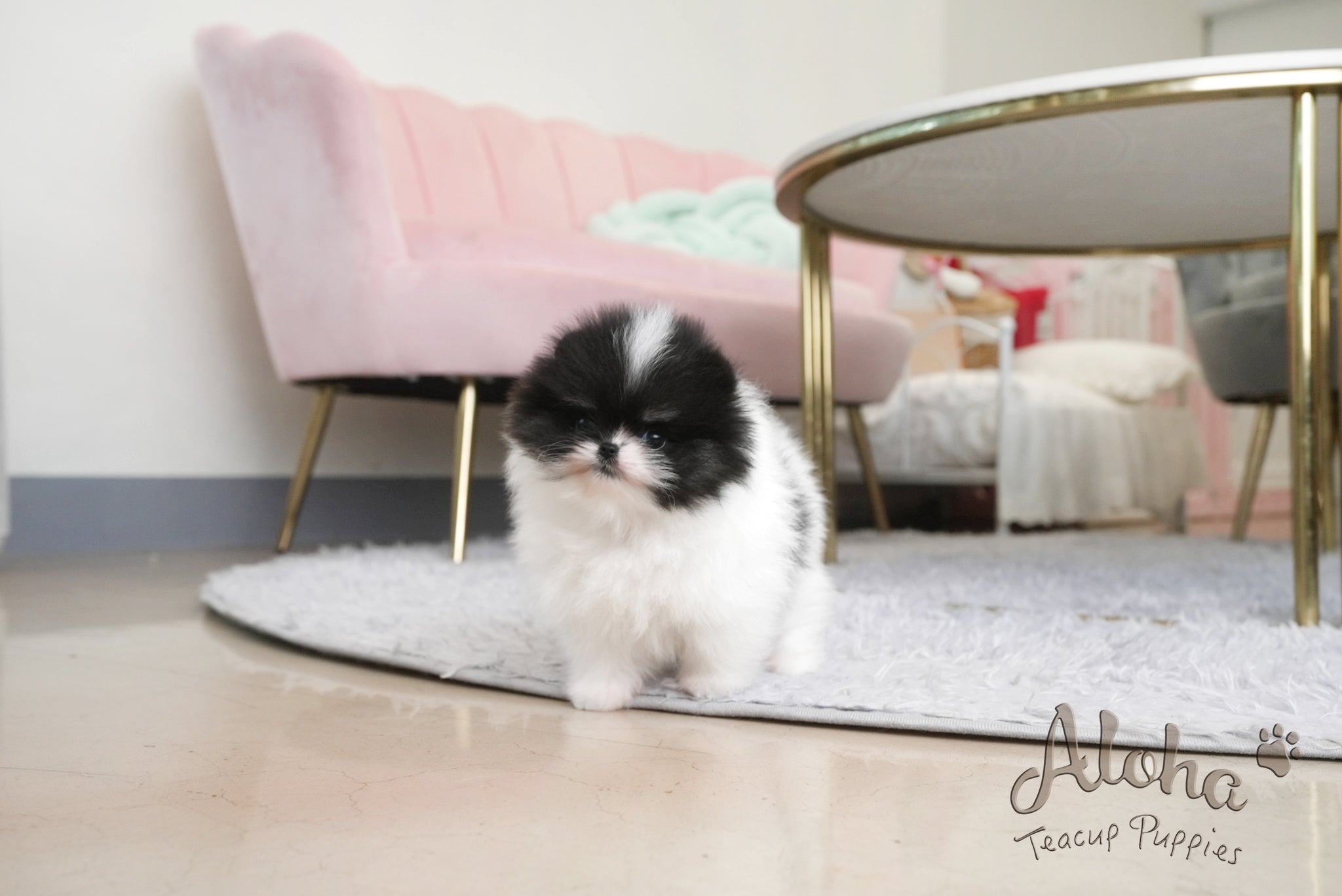 Grant [TEACUP POMERANIAN]