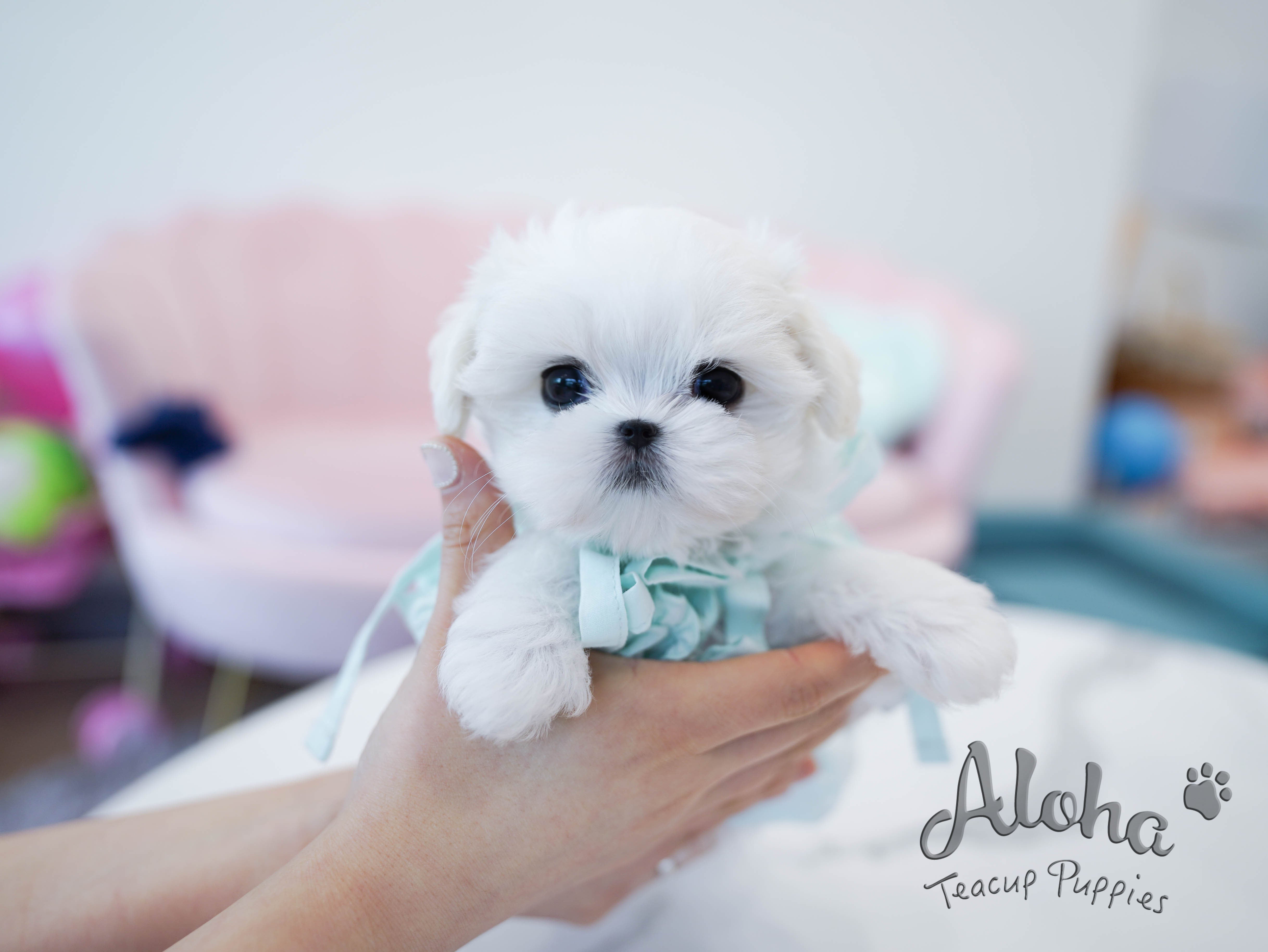 Agata [TEACUP MALTESE]