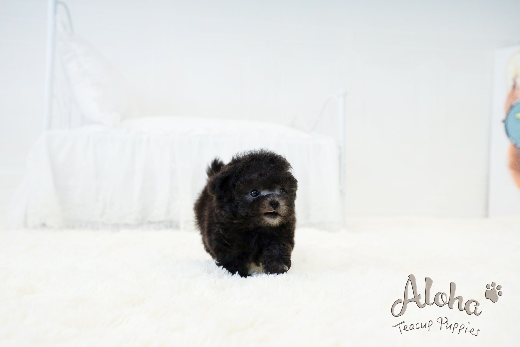 Kai [TEACUP POODLE]