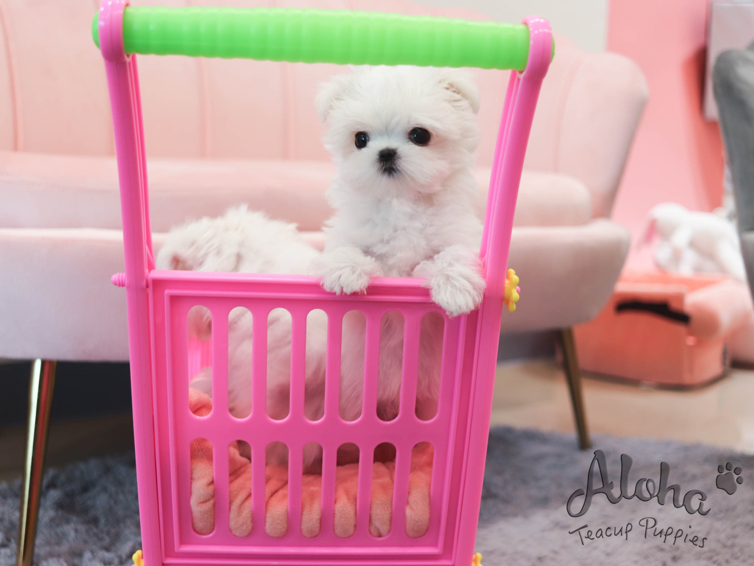 Anna [TEACUP MALTESE]