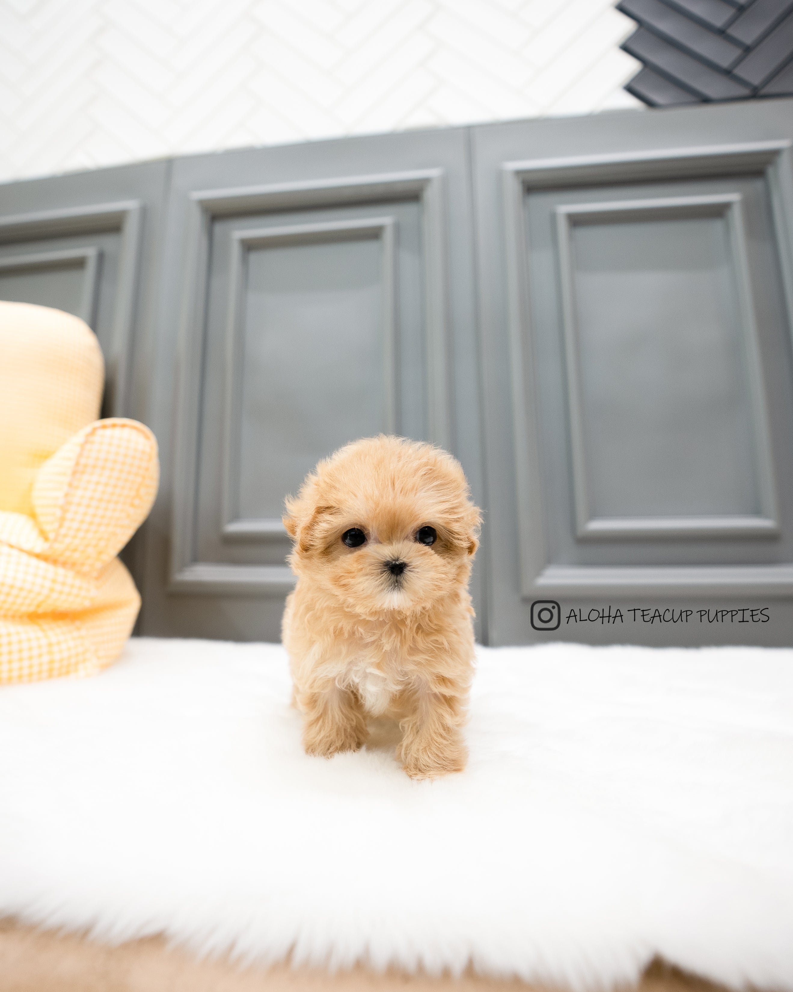 Wanda [TEACUP MALTIPOO]