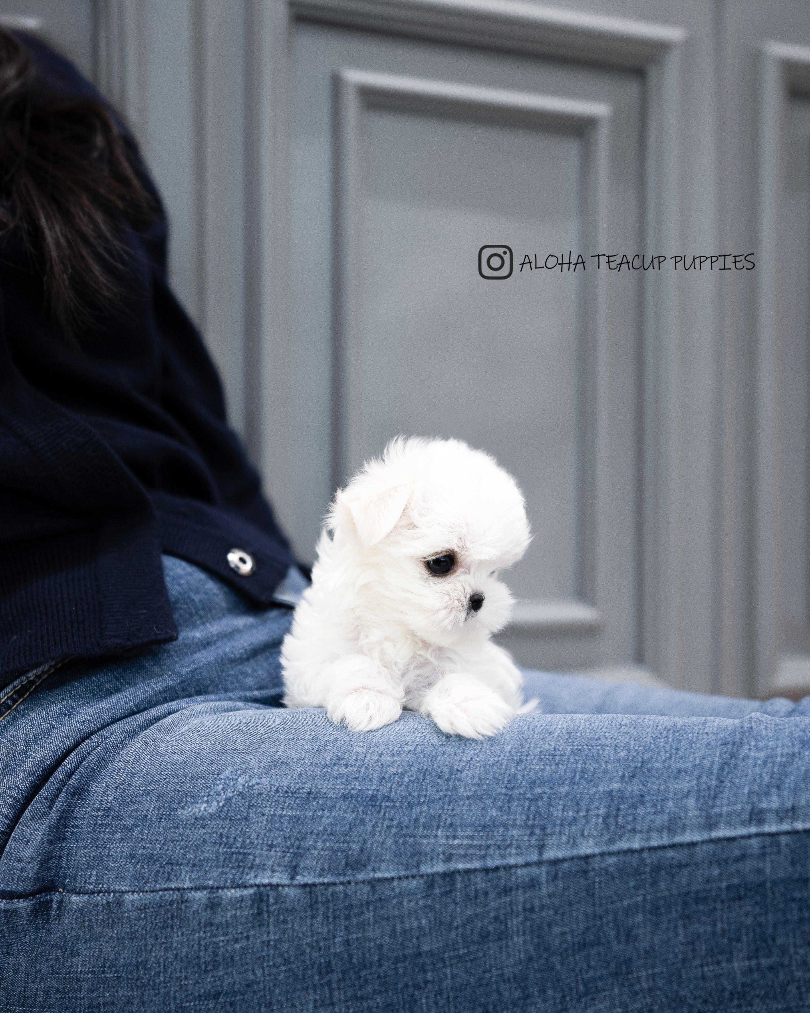 Cosima [TEACUP MALTESE]