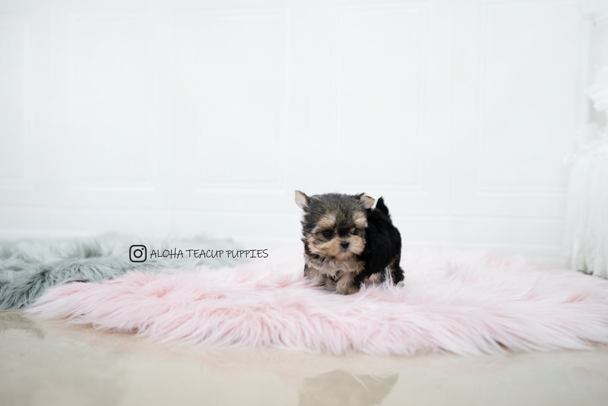 Margo [TEACUP YORKIE]