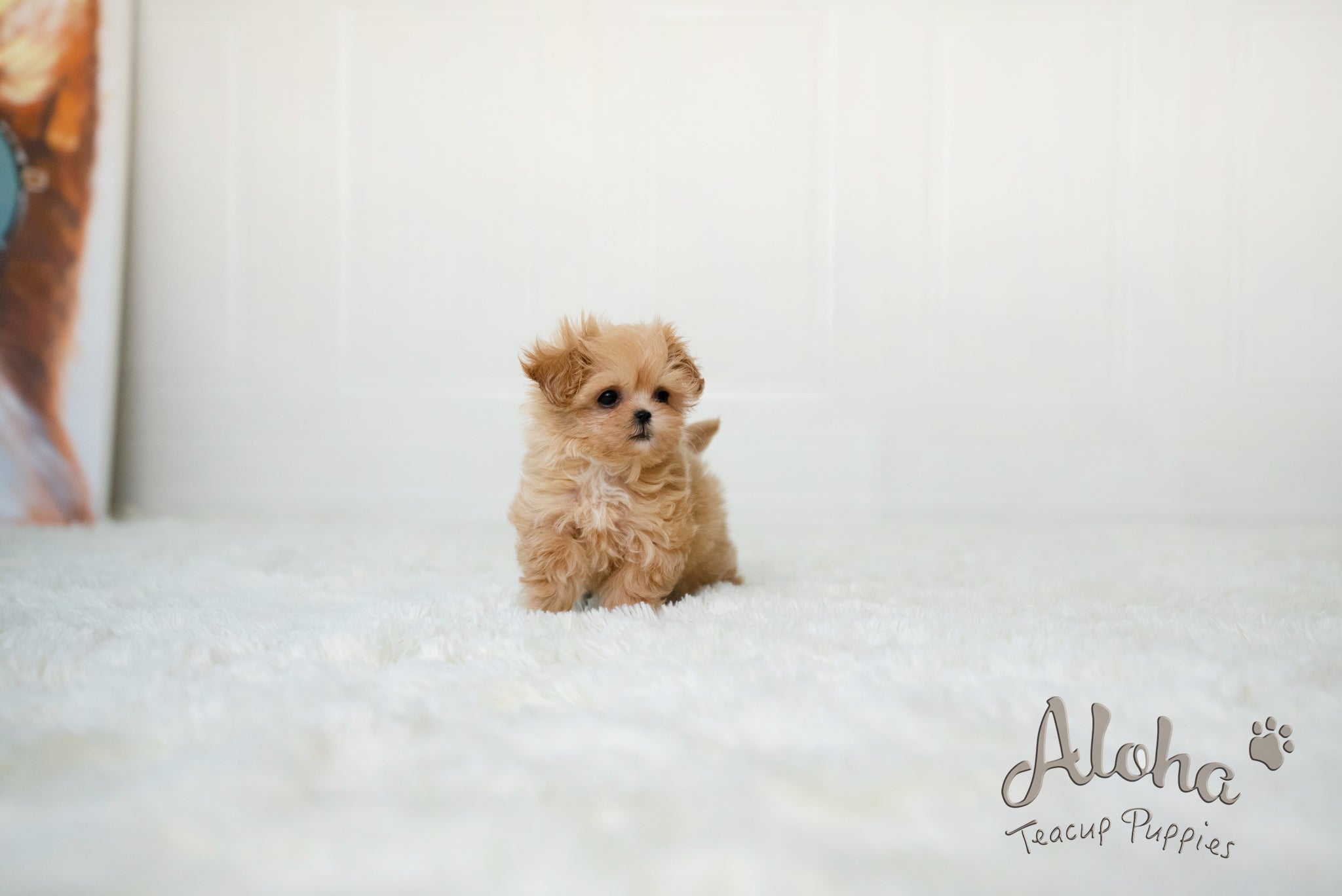 Dorothy [TEACUP MALTIPOO]
