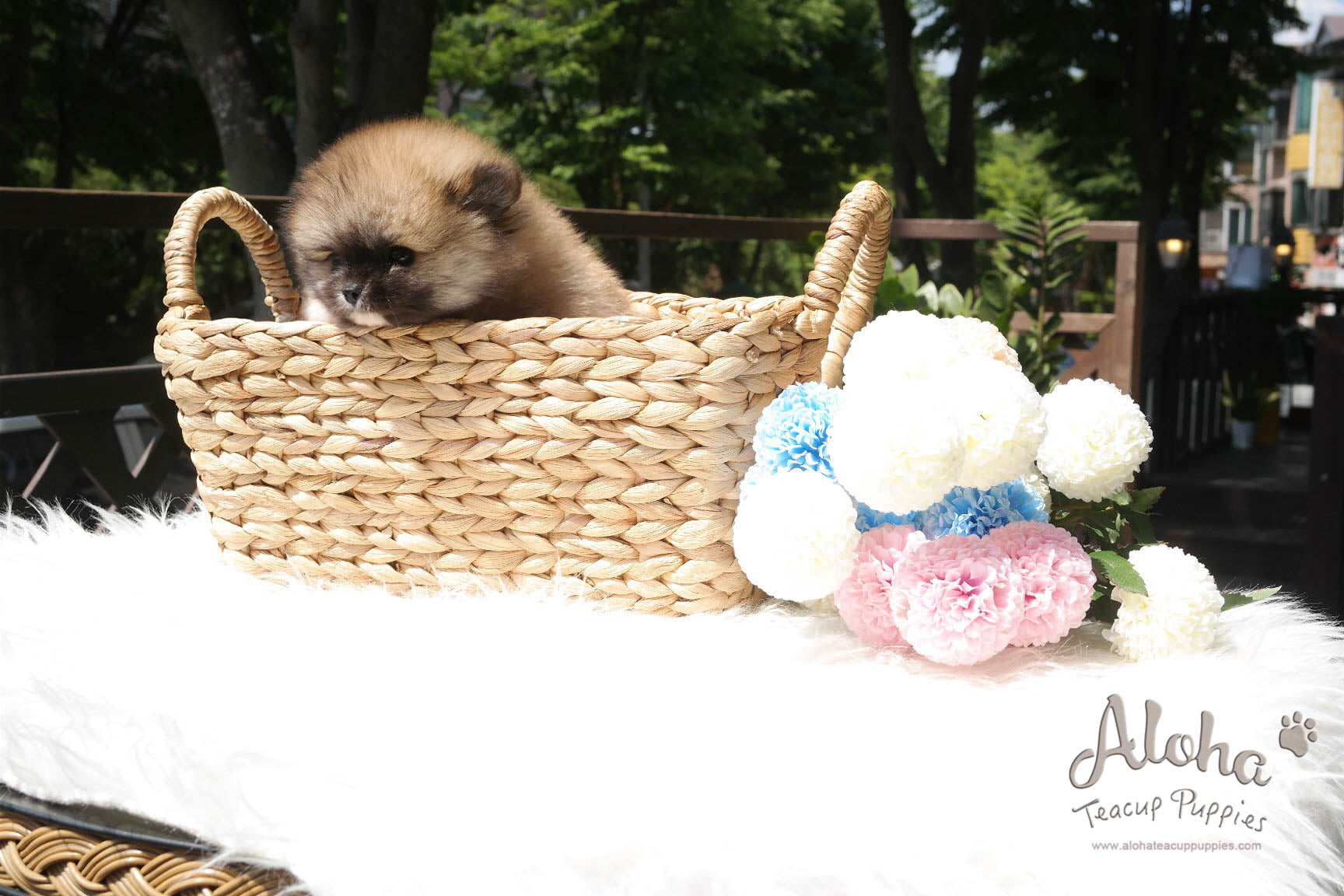 Sold to Amanda, Sandy [Teacup Pomeranian]