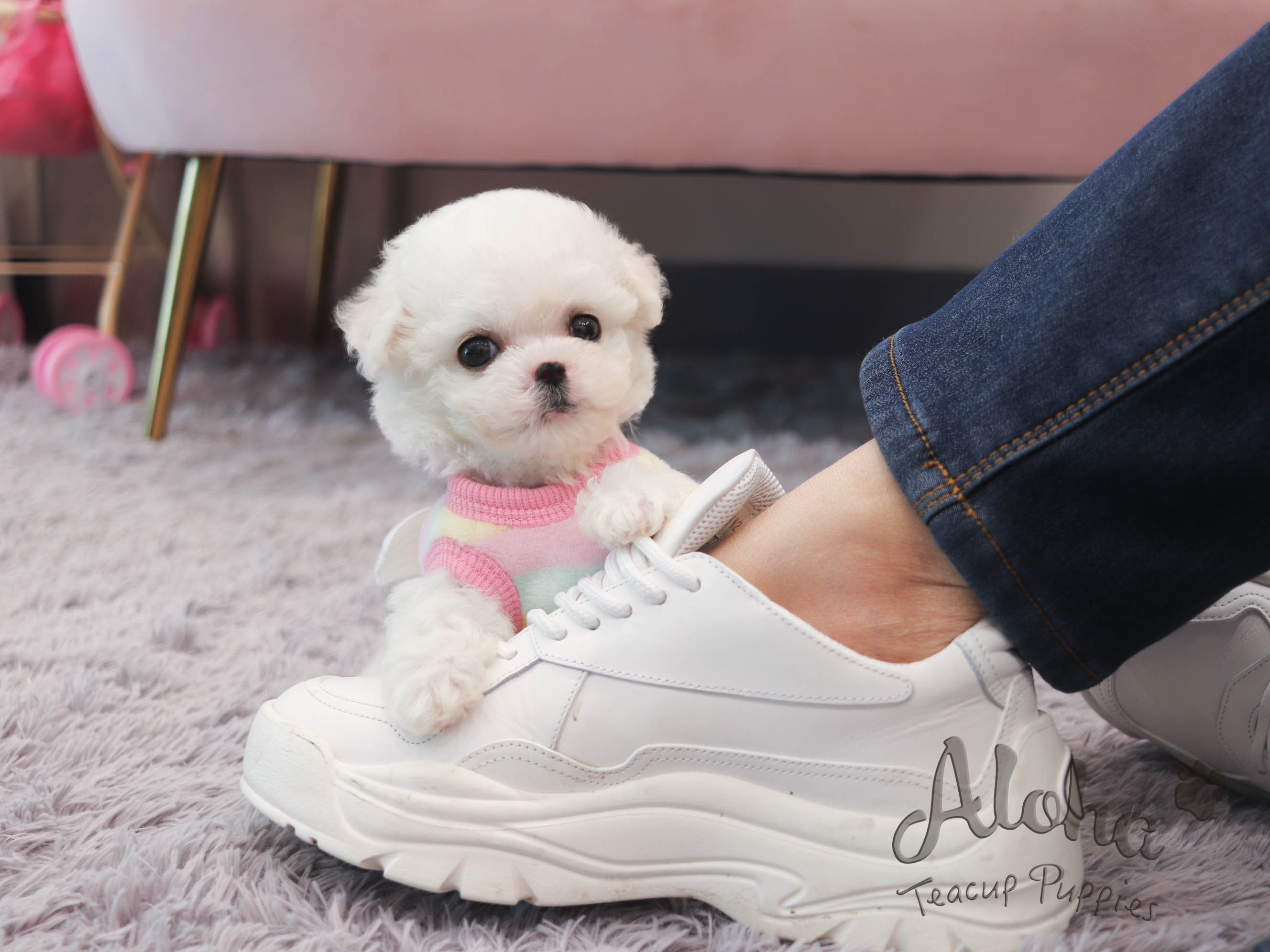 Grace [TEACUP Bichon]