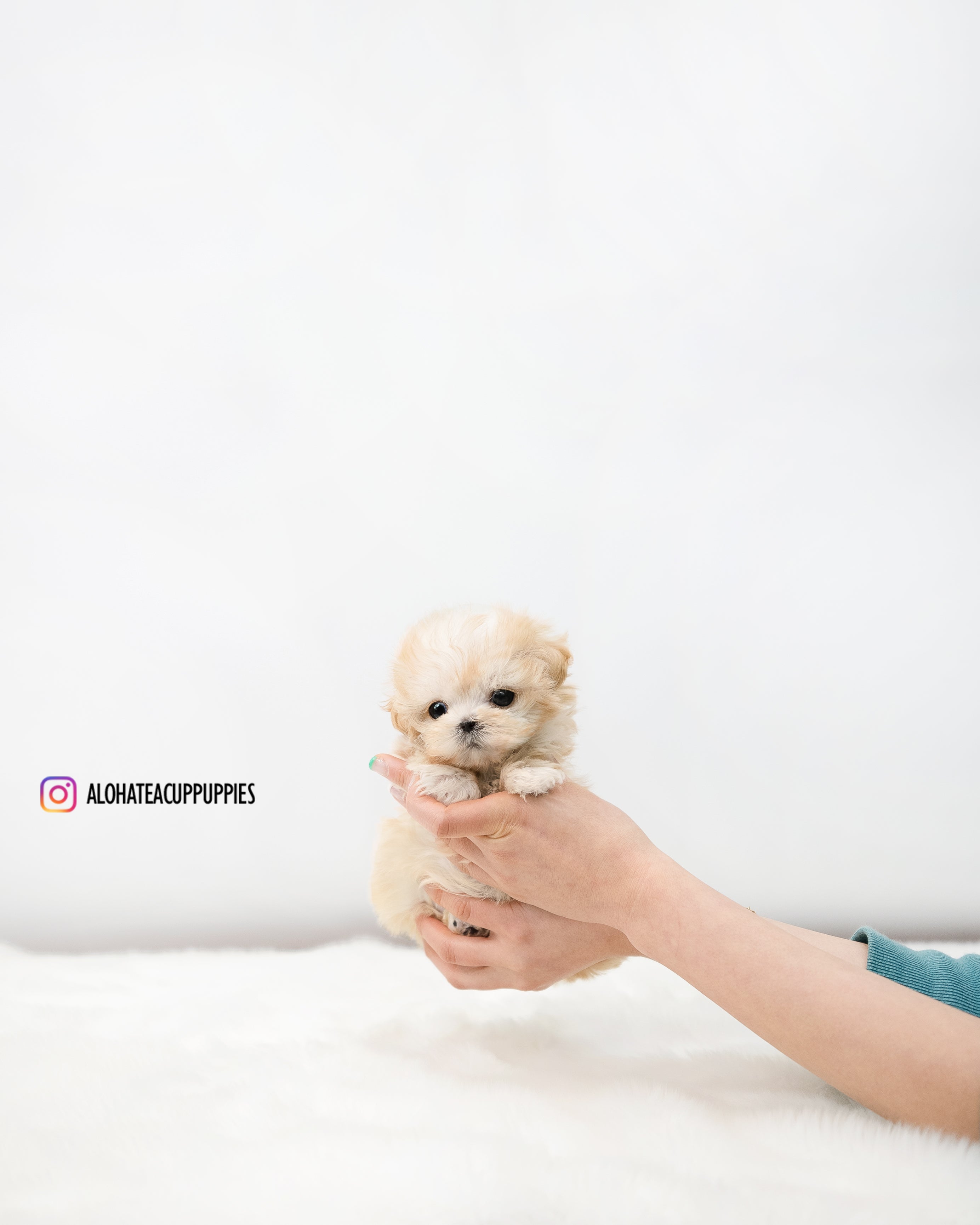Lottie [TEACUP MALTIPOO]