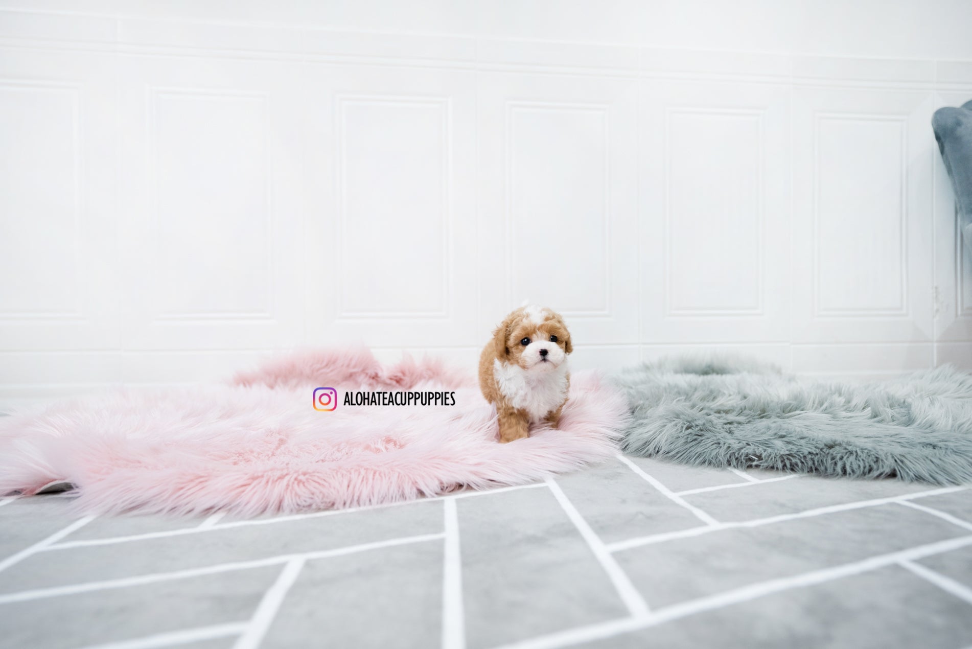 Lucas [TEACUP POODLE]