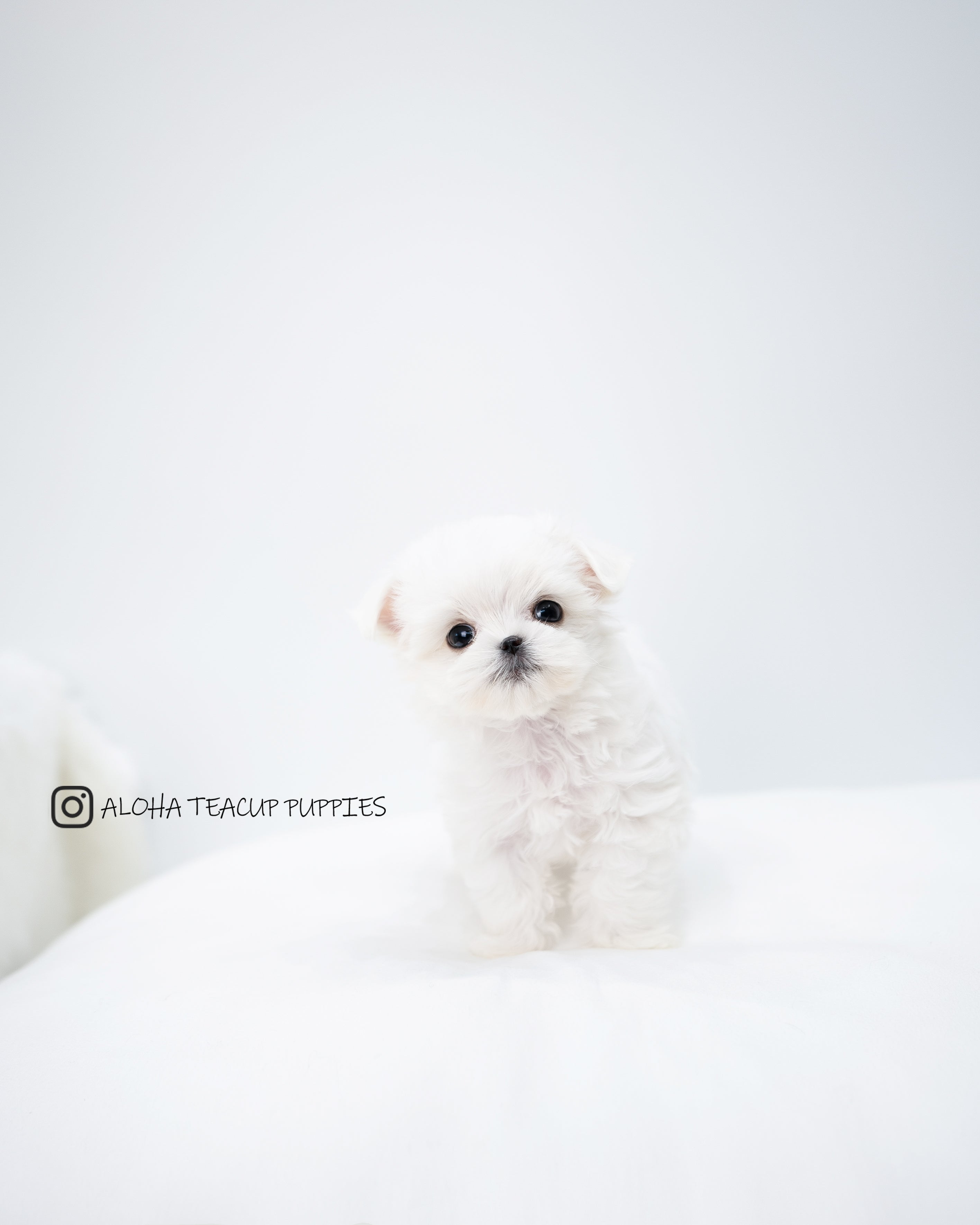 Oscar [TEACUP MALTESE]
