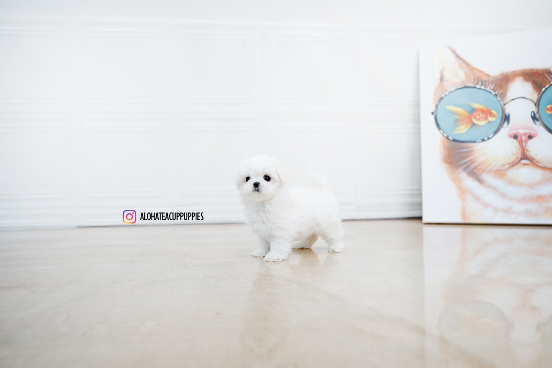 Helen [TEACUP MALTESE]