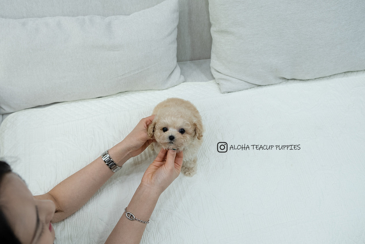 Lottie [TEACUP MALTIPOO]