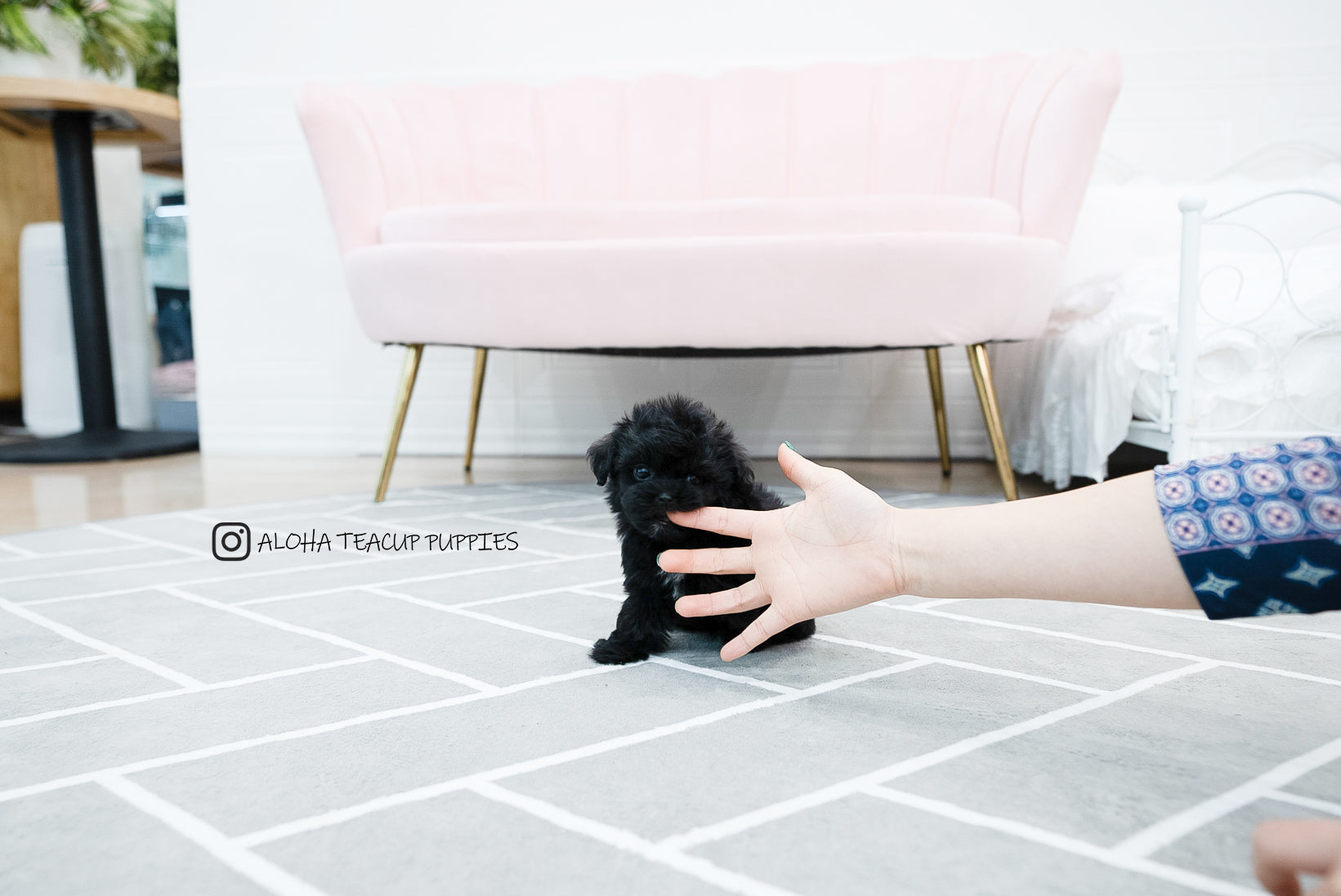 Tarry [TEACUP MALTIPOO]
