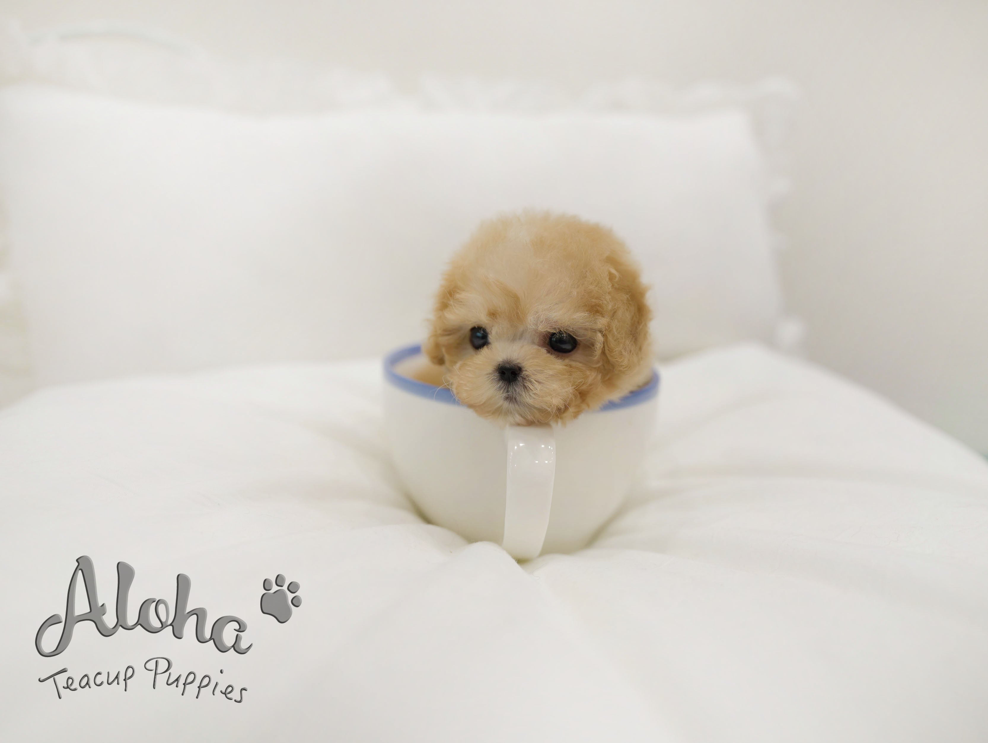 Evelyn [TEACUP POODLE]