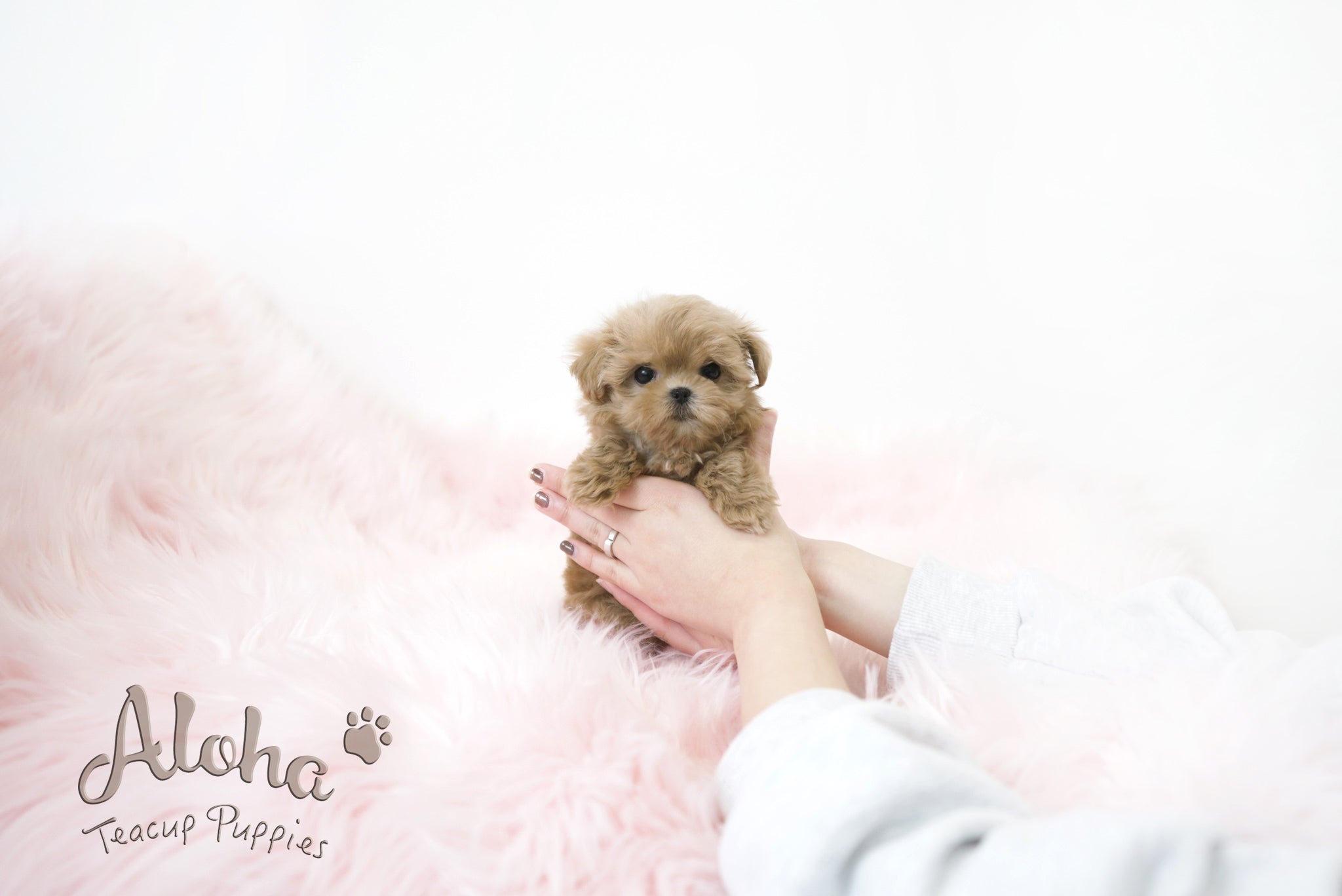 Hani [TEACUP MALTIPOO]
