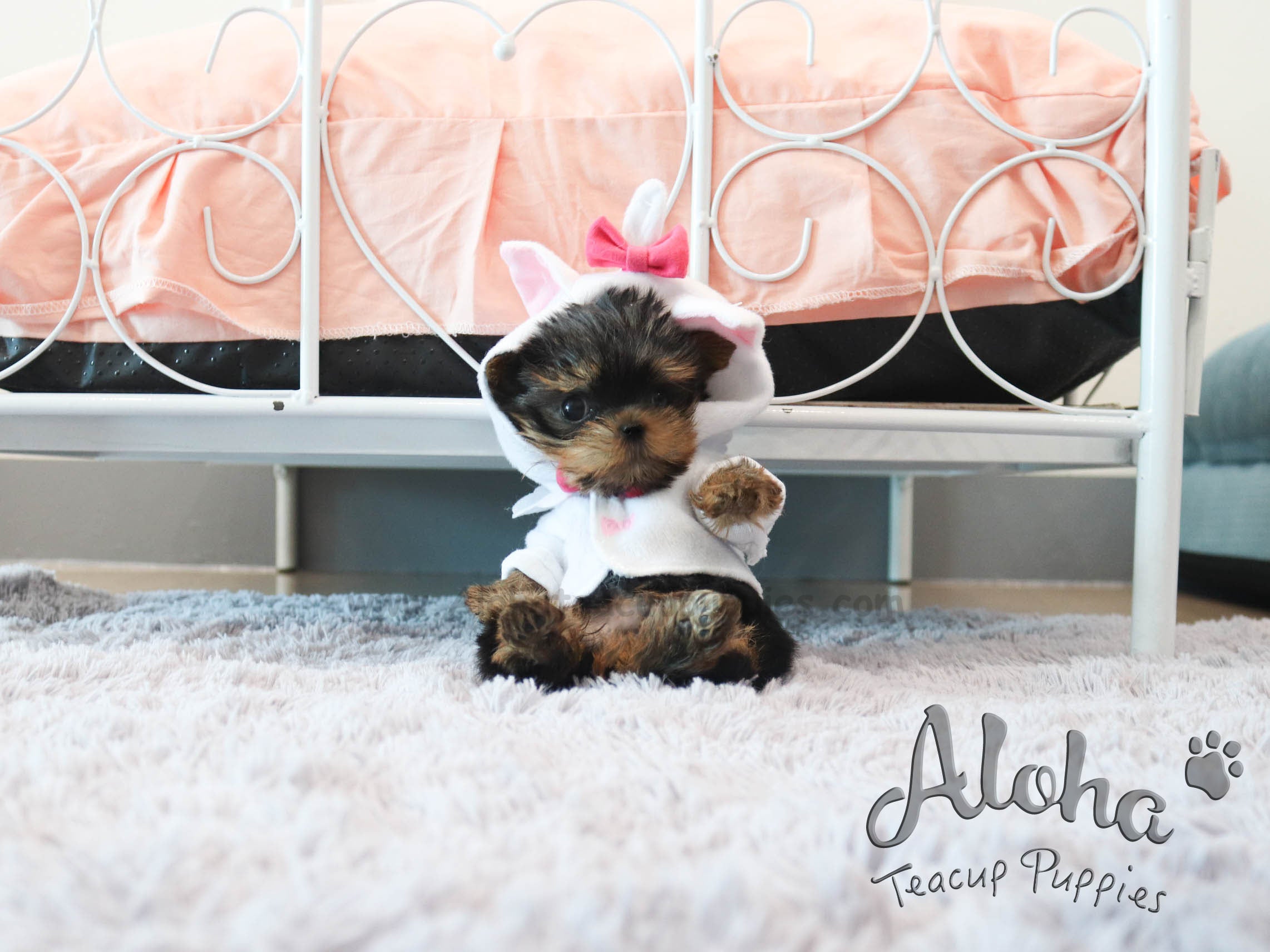 PEANUT [TEACUP YORKIE]