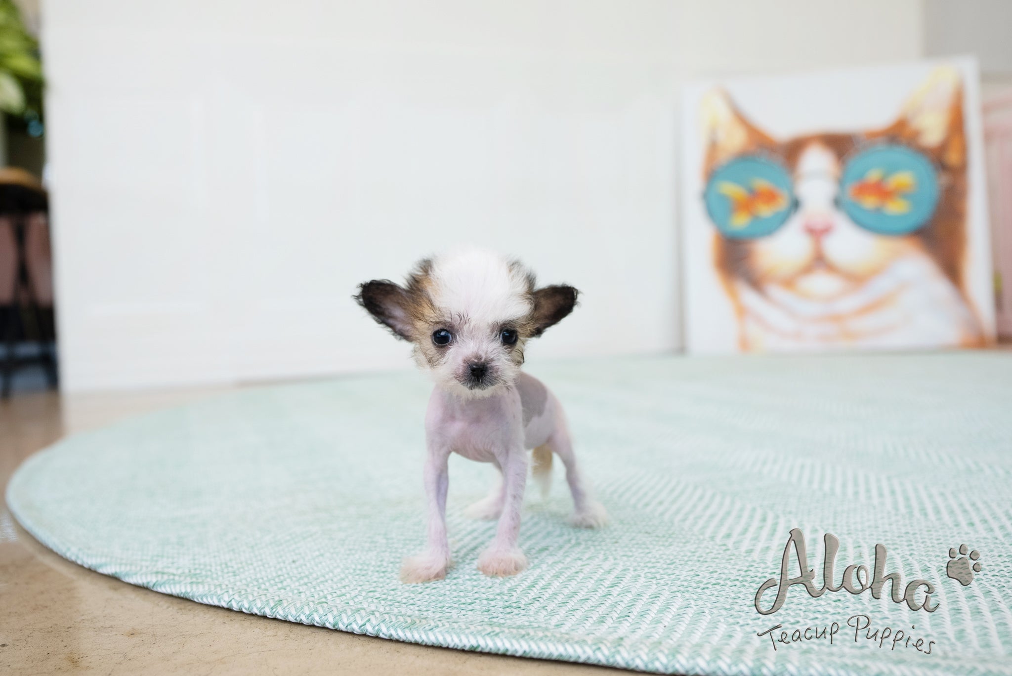 Charlotte [TEACUP Chinese Crested]