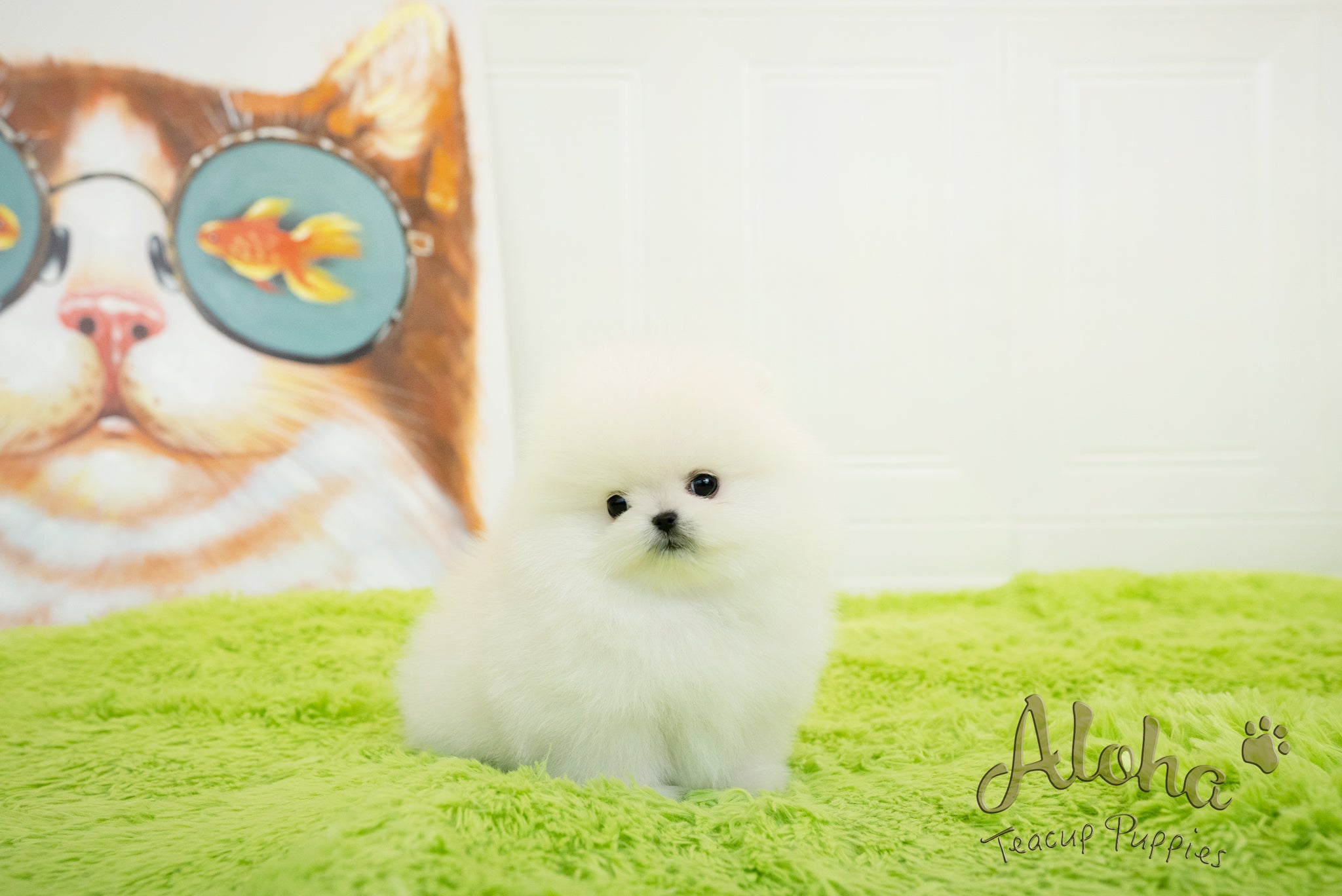 Milo [TEACUP POMERANIAN]