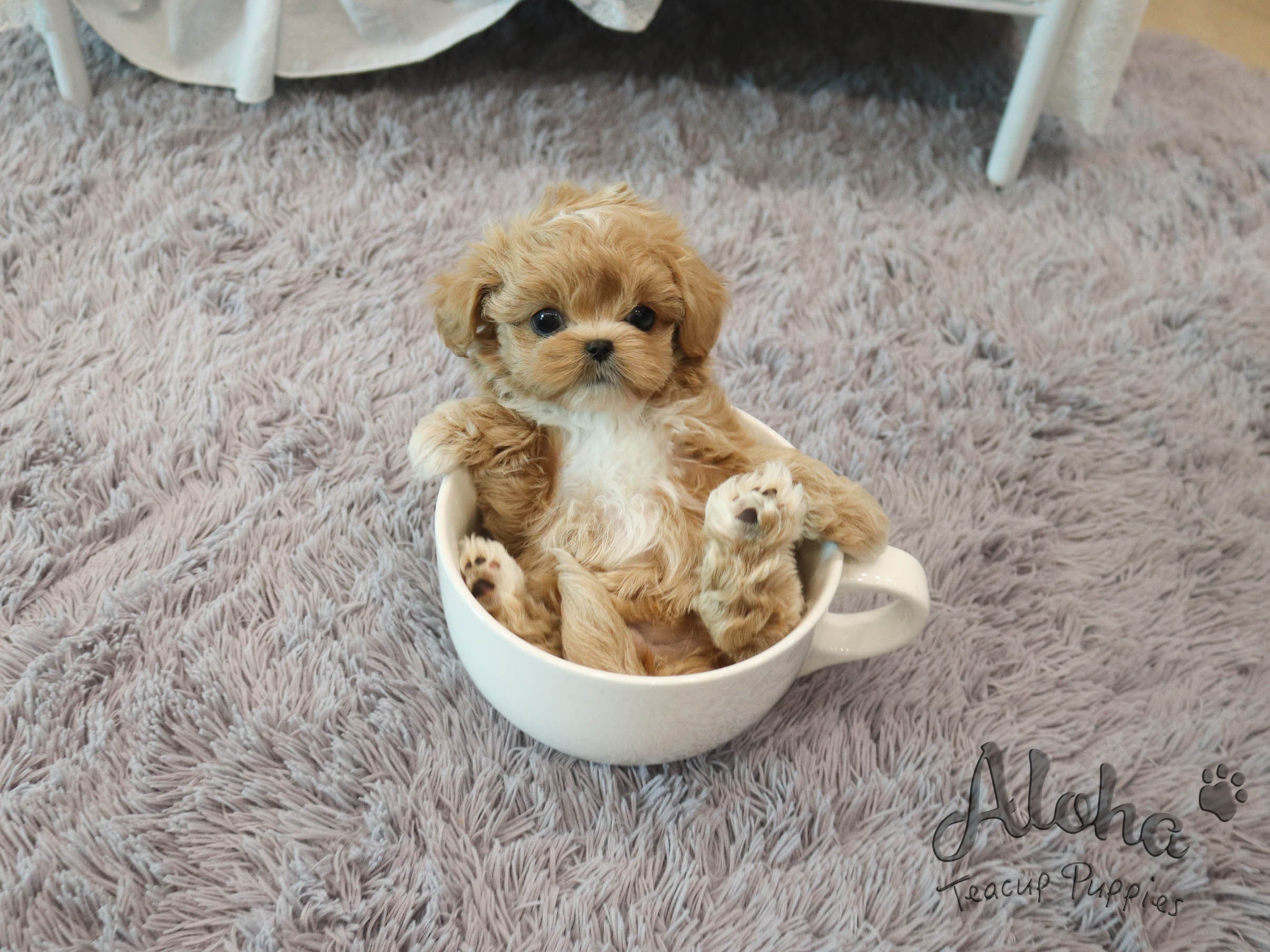 Morris [TEACUP MALTIPOO]