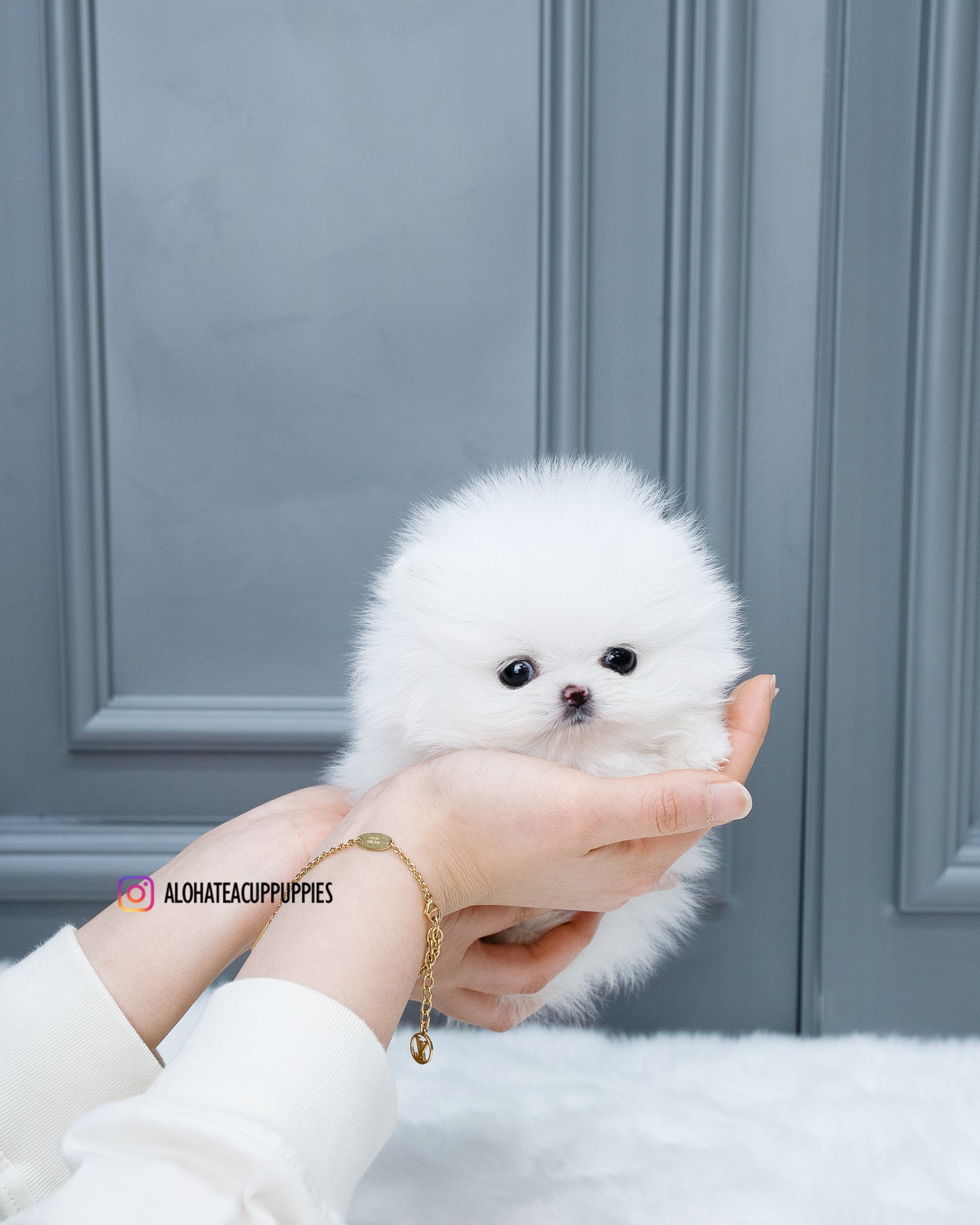 Efectivo [POMERANIA TAZA DE TÉ]