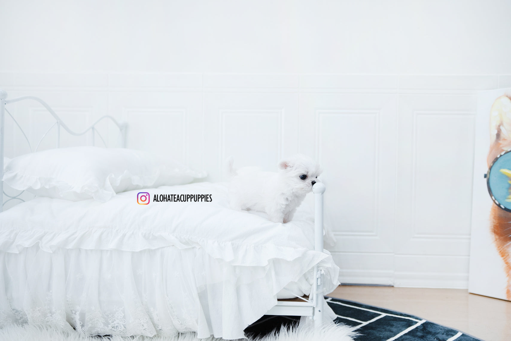Iris [TEACUP MALTESE]