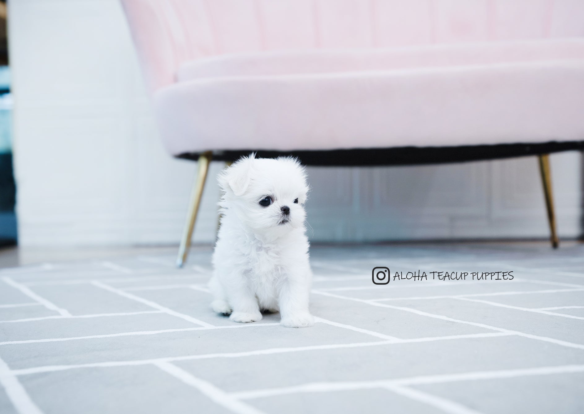 Otis [TEACUP MALTESE]