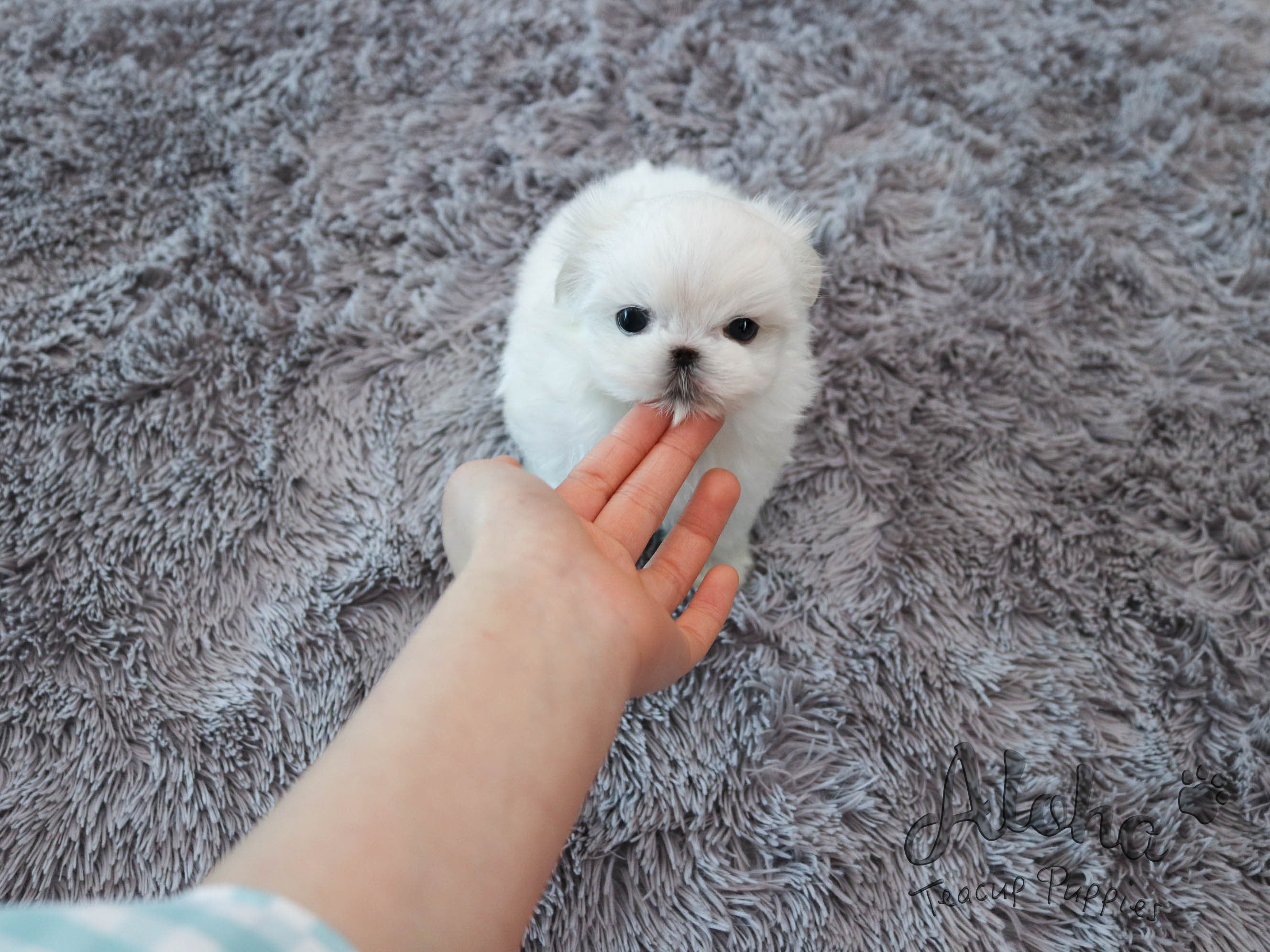 RUDY [TEACUP MALTESE]