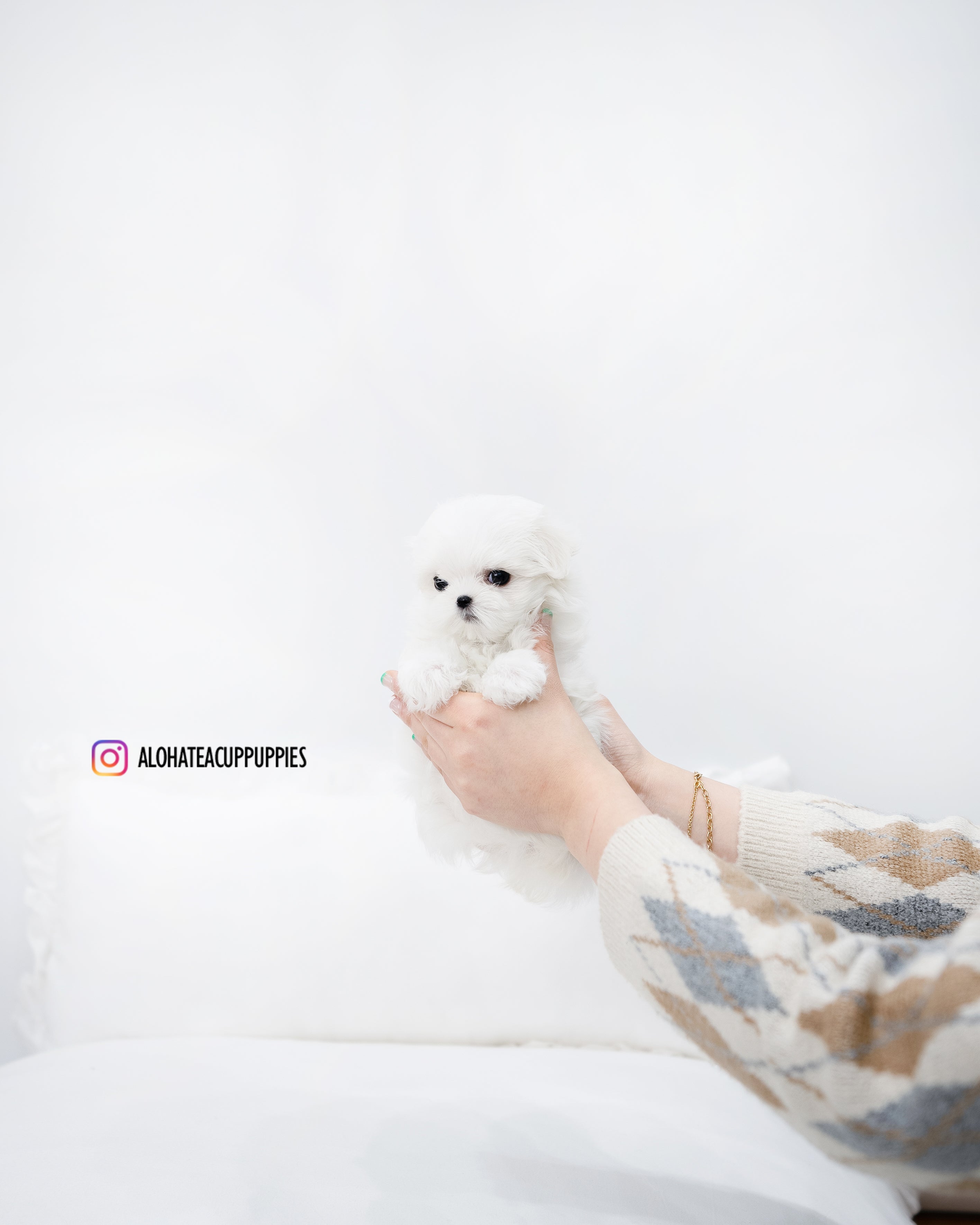 Berry [TEACUP MALTESE]
