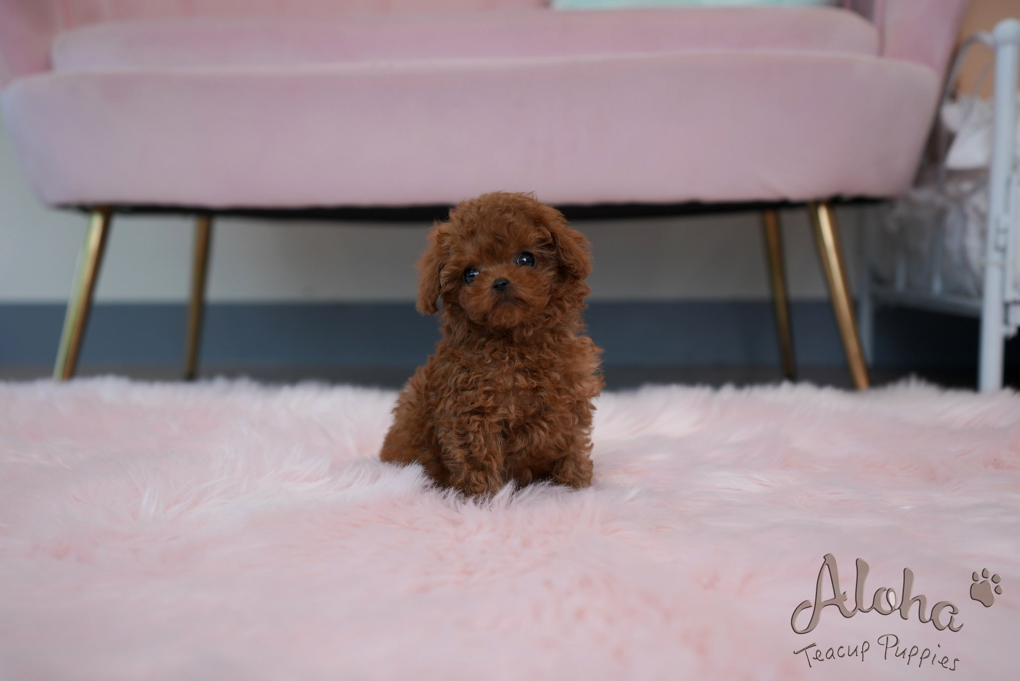Jane [TEACUP POODLE]