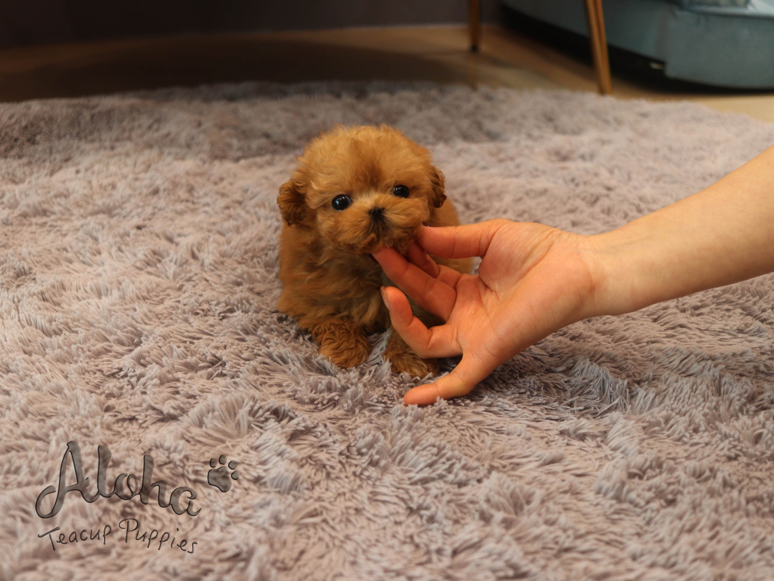 Kitkat [TEACUP Maltipoo]