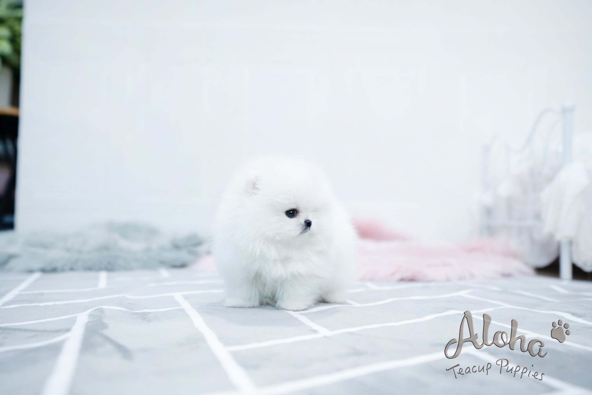 Aurora [TEACUP POMERANIAN]