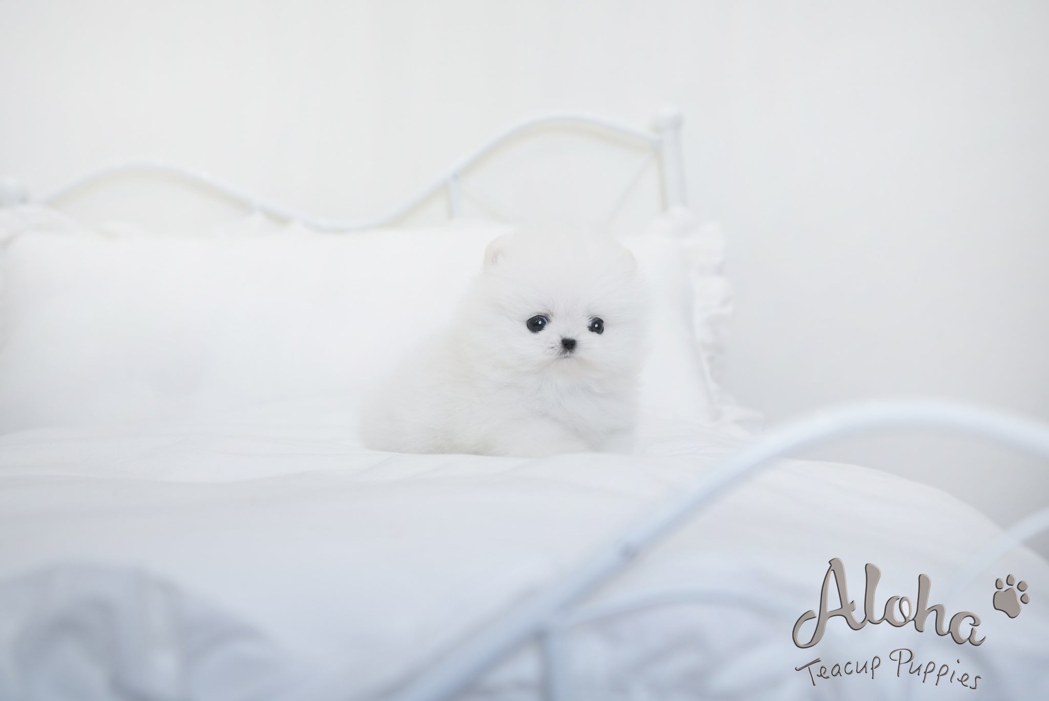 Angela [TEACUP POMERANIAN]