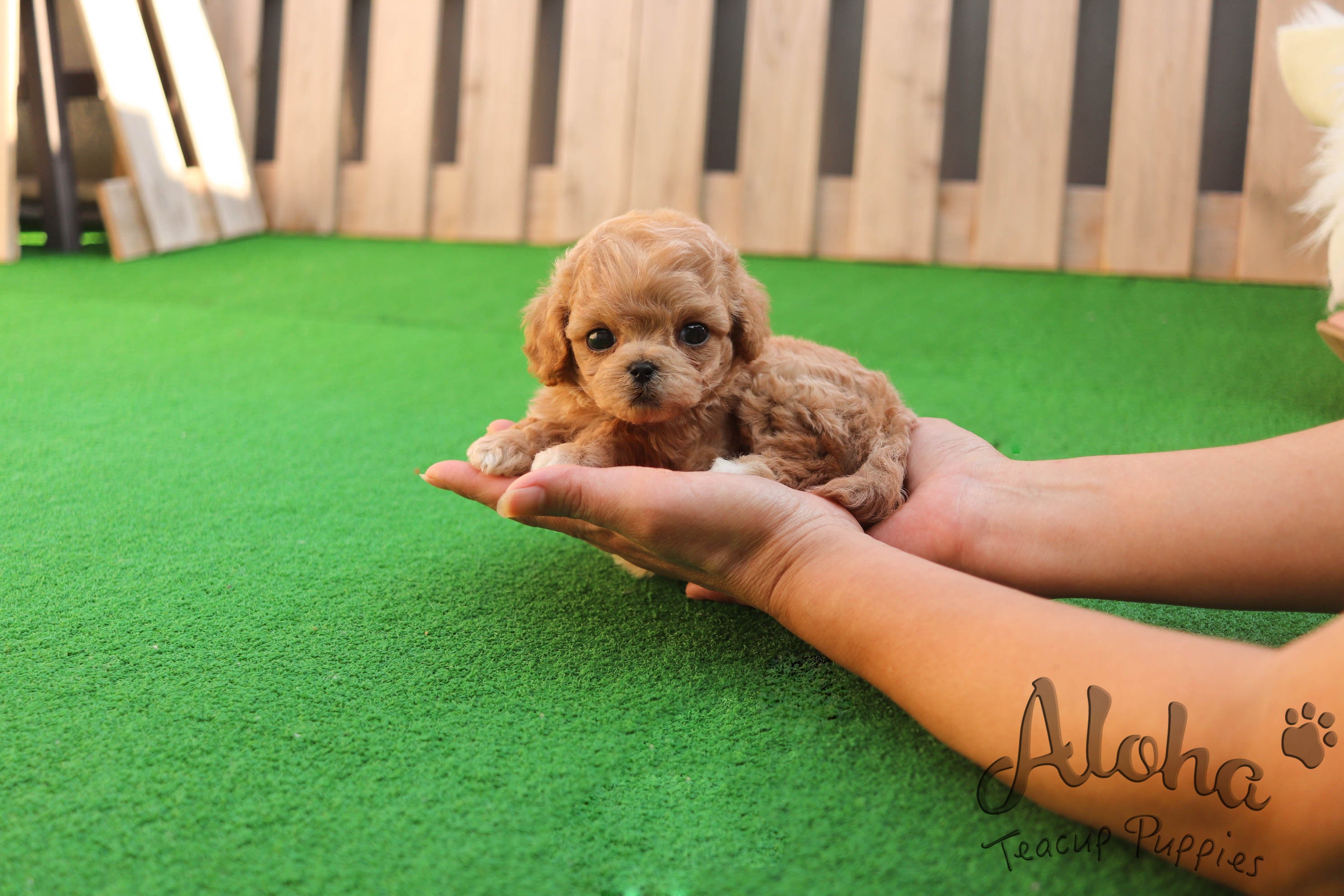 Vendido a Marytes, Mocha [MALTIPOO TAMAÑO TAZA DE TÉ]