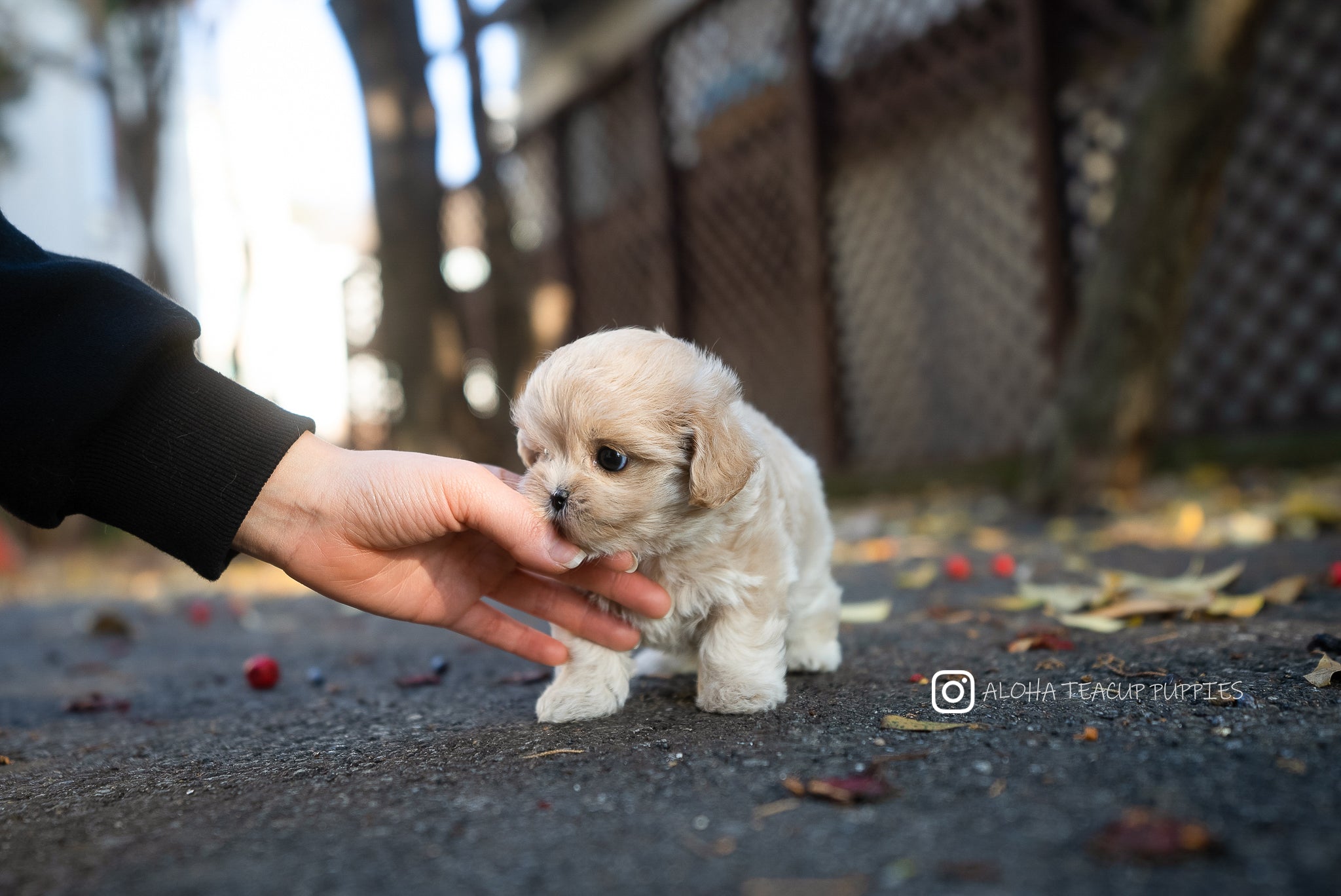 Juliette [MALTIPOO TAZA DE TÉ]