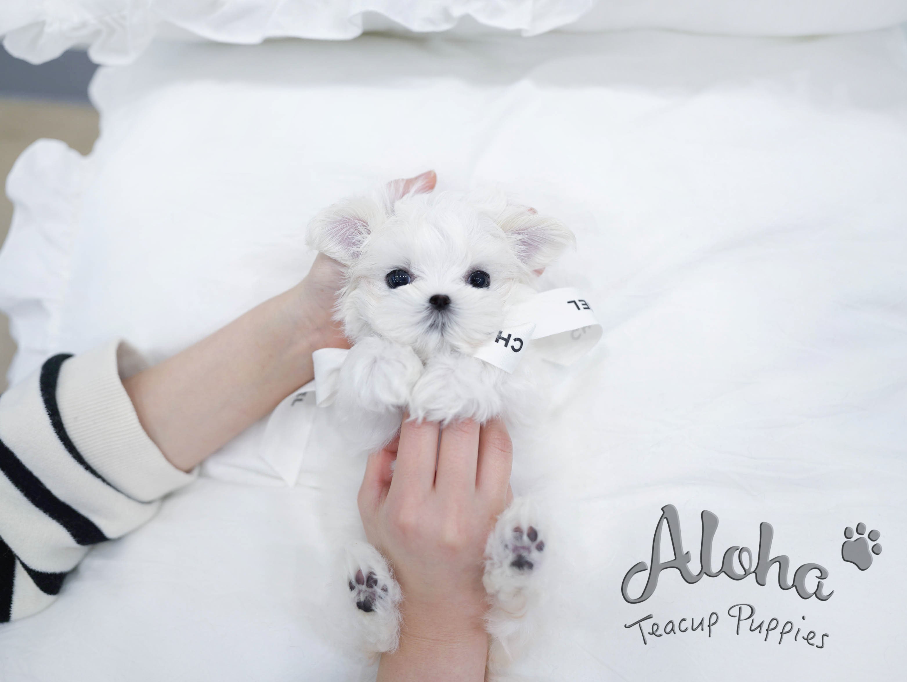 Flory [TEACUP MALTESE]