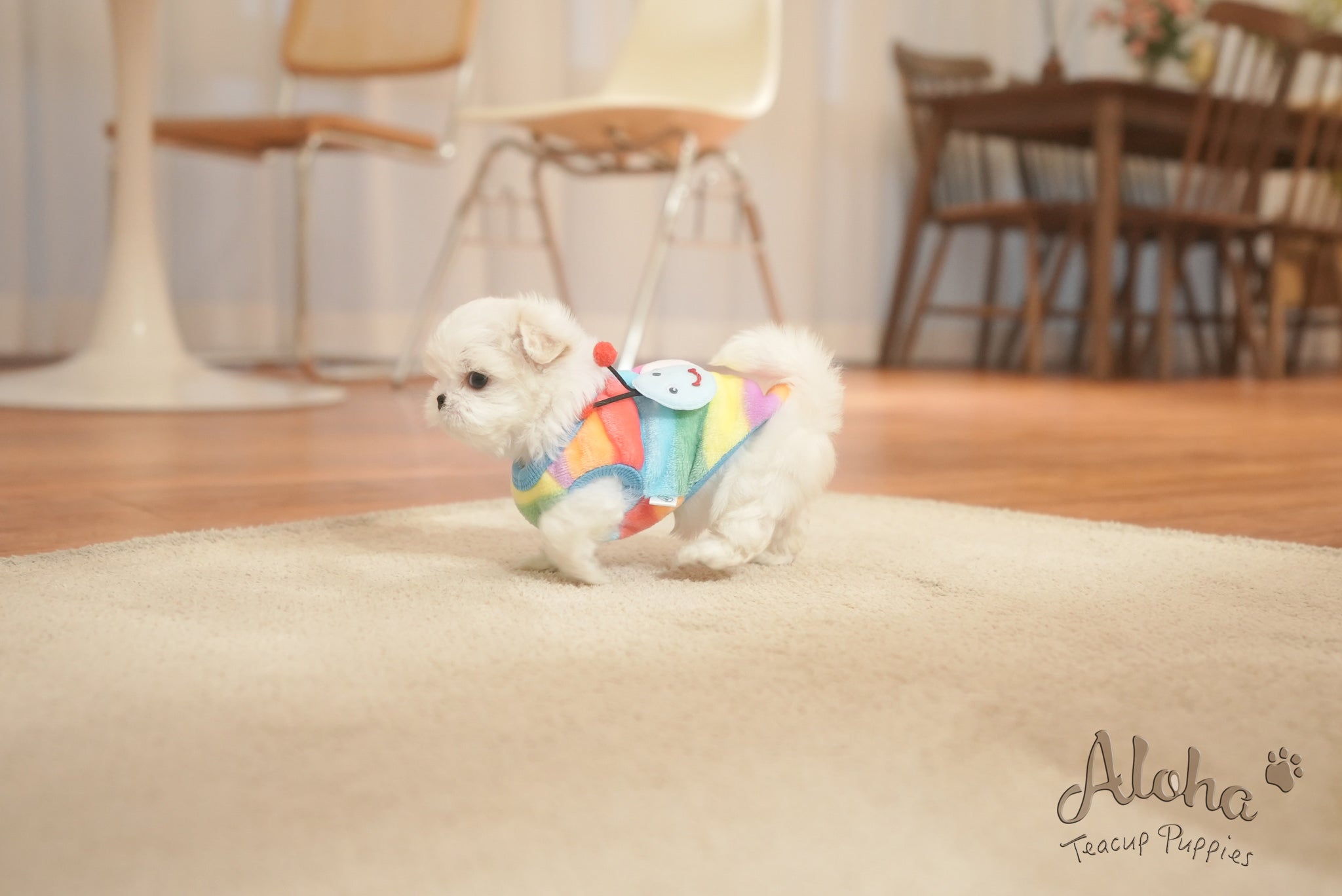 Snow [TEACUP MALTESE]