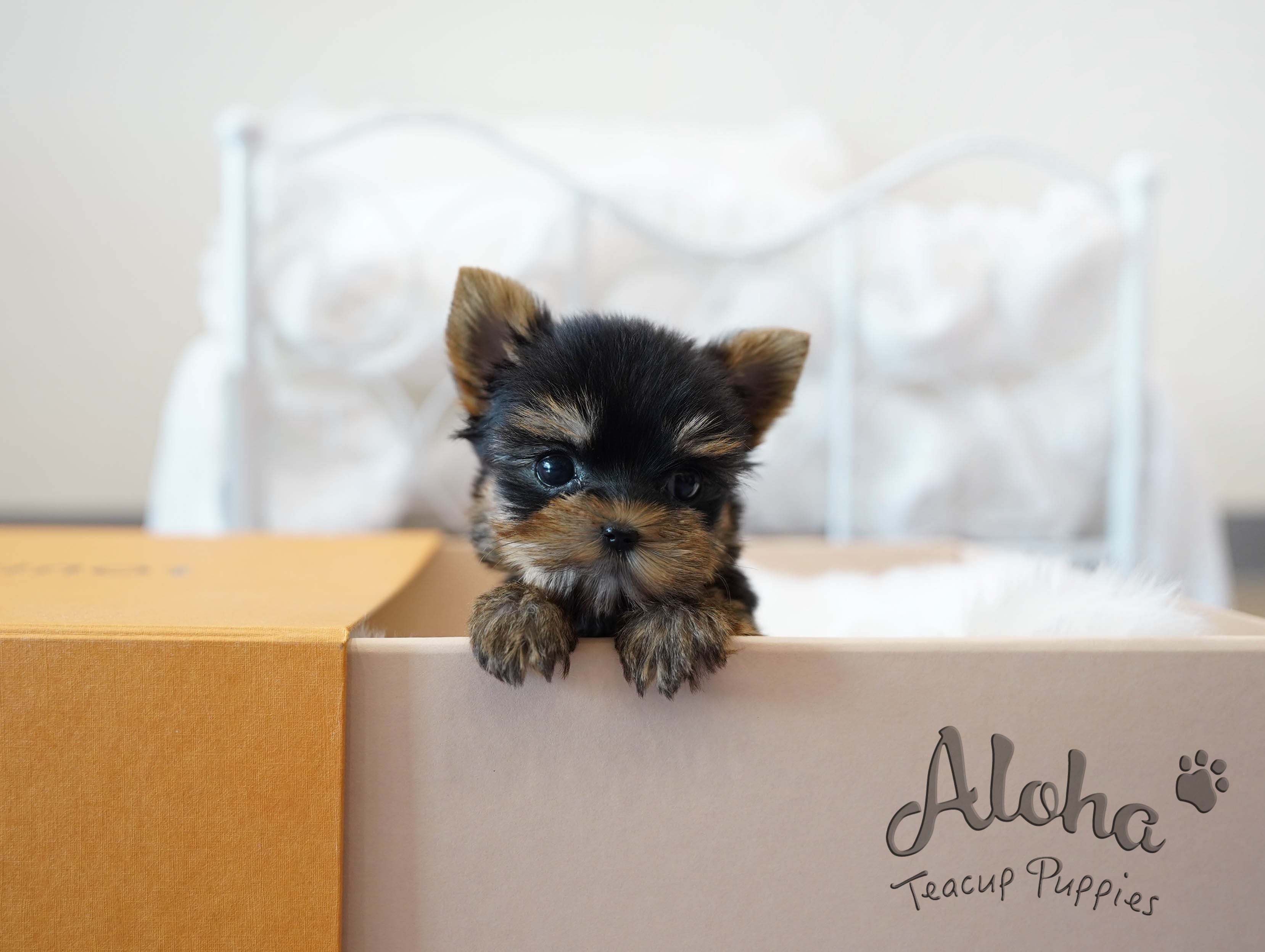 TIFFANY [TEACUP YORKIE]