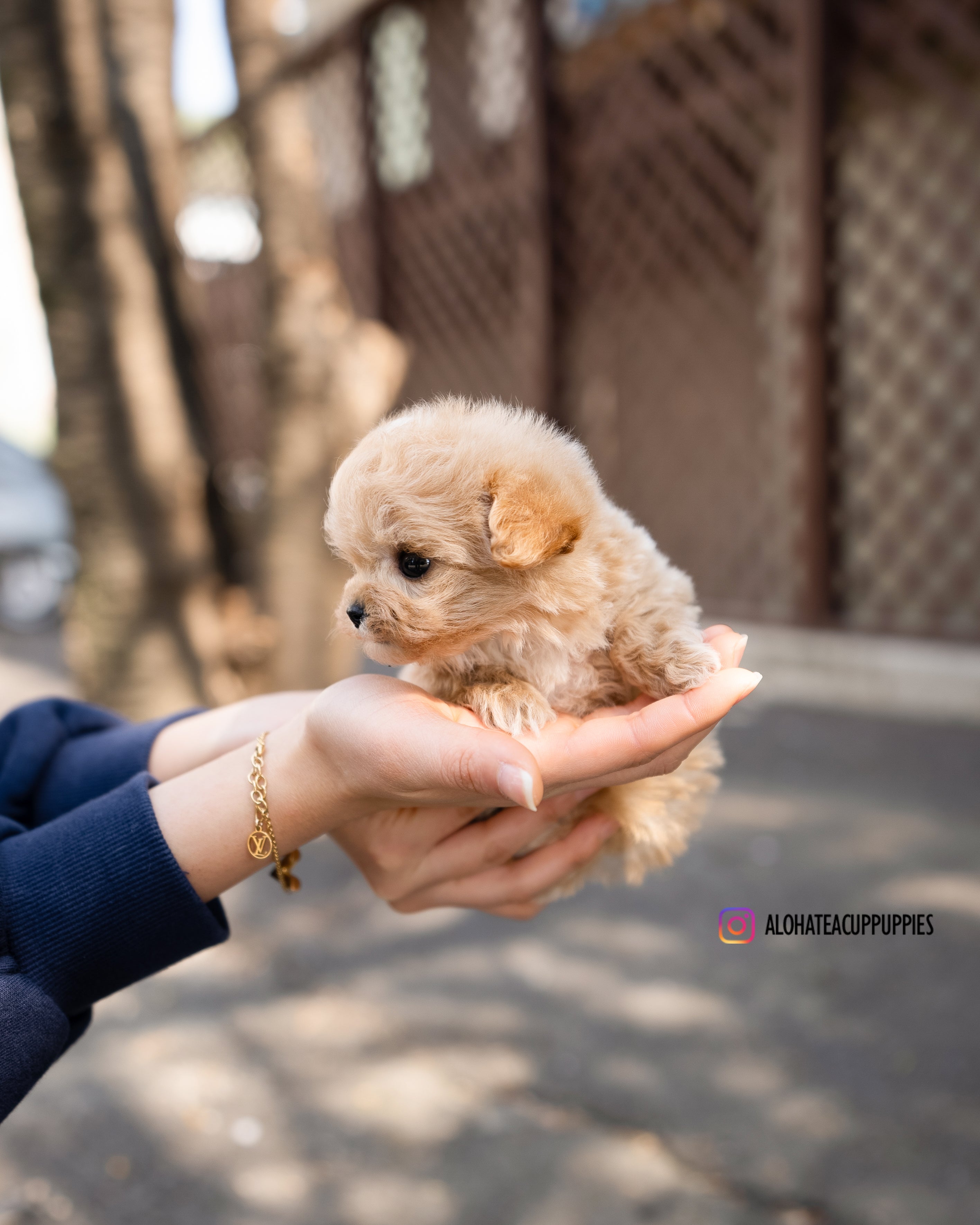 Royal [TEACUP MALTIPOO]