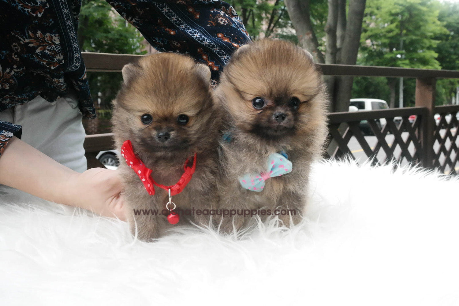 Nicky "obrero" - [Pomerania]