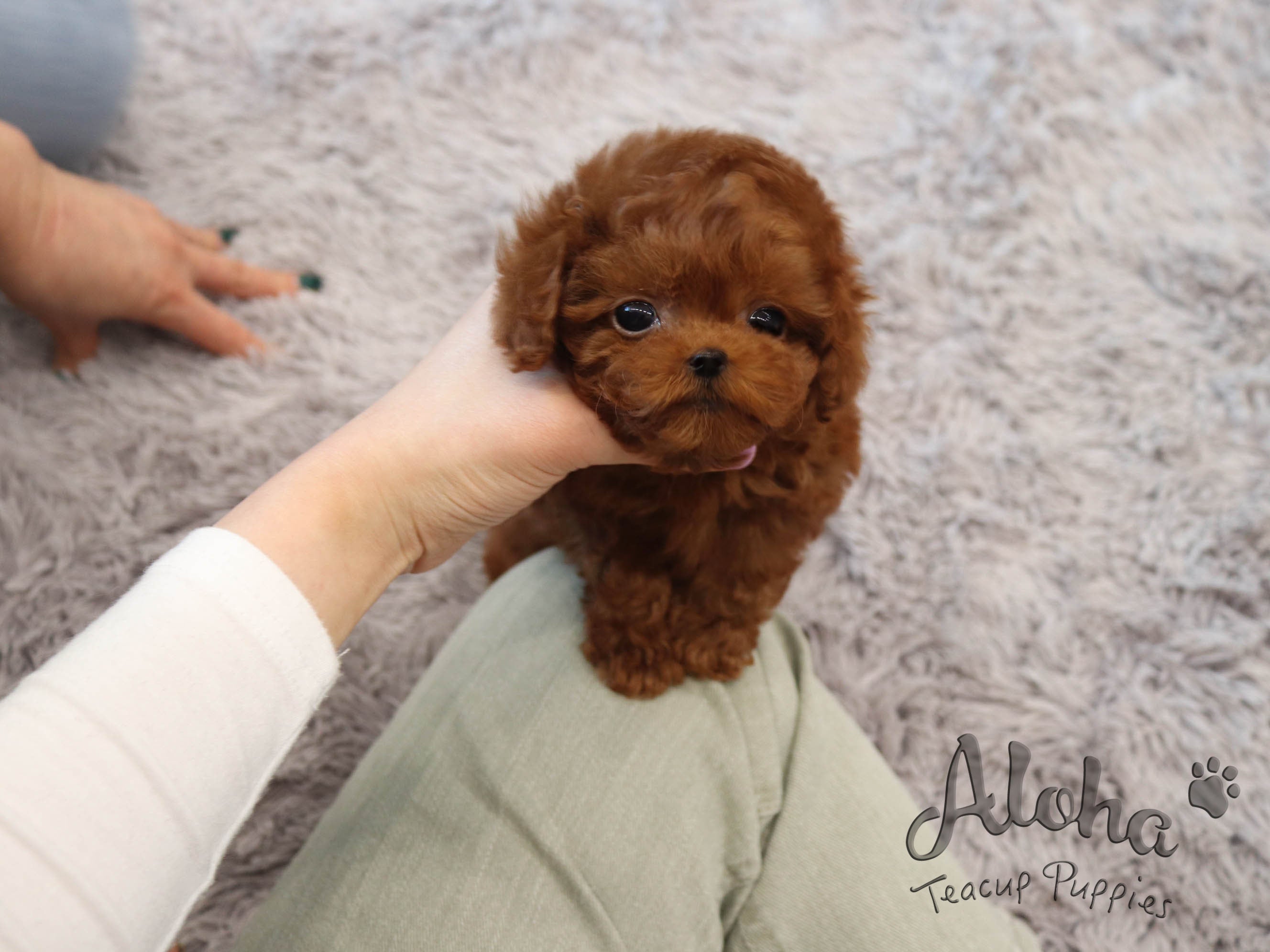 Rambo [TEACUP POODLE]