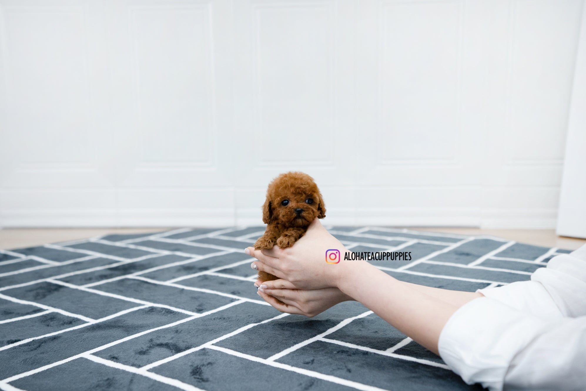 Alice [TEACUP POODLE]