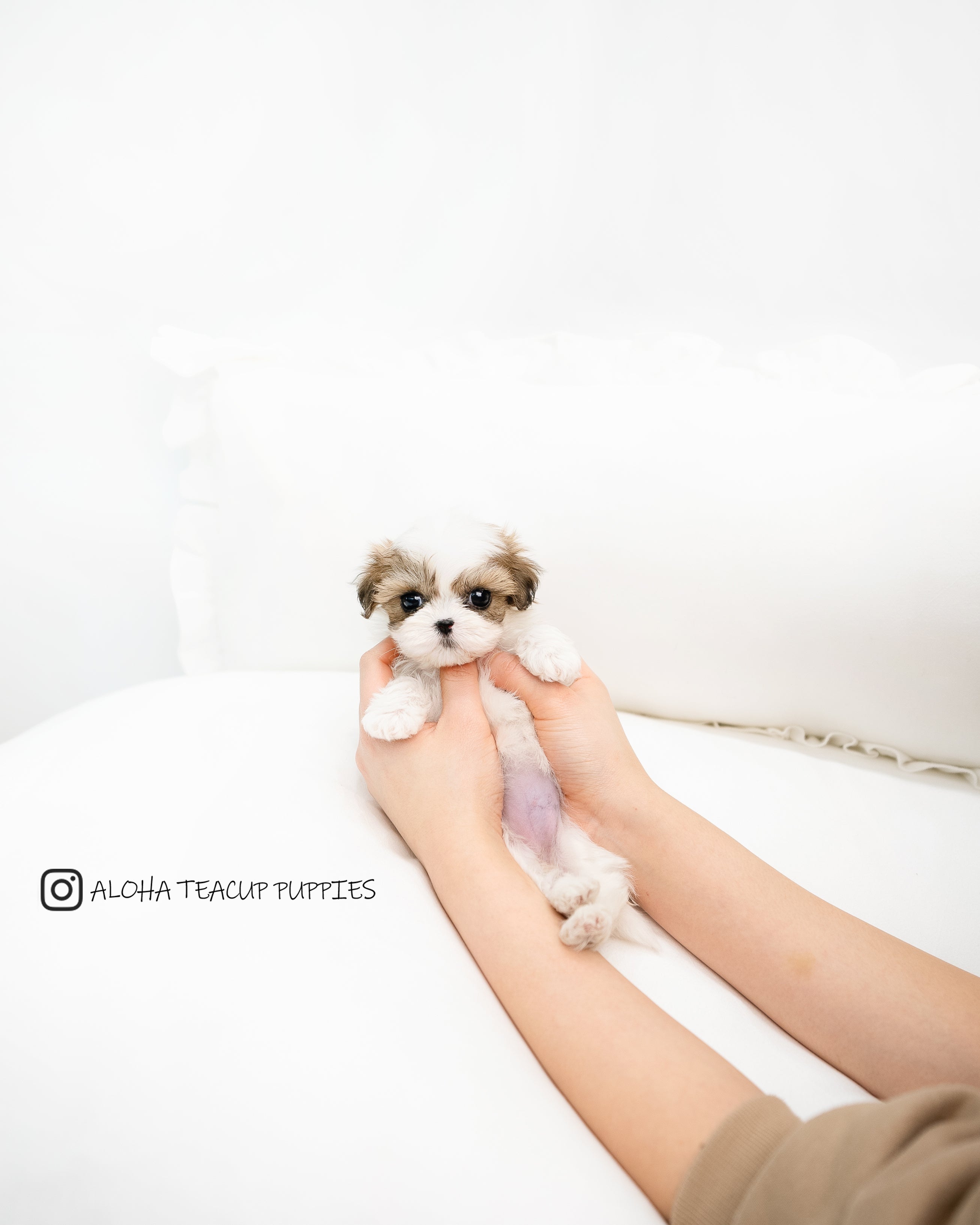 Susan [TEACUP MALTIPOO]