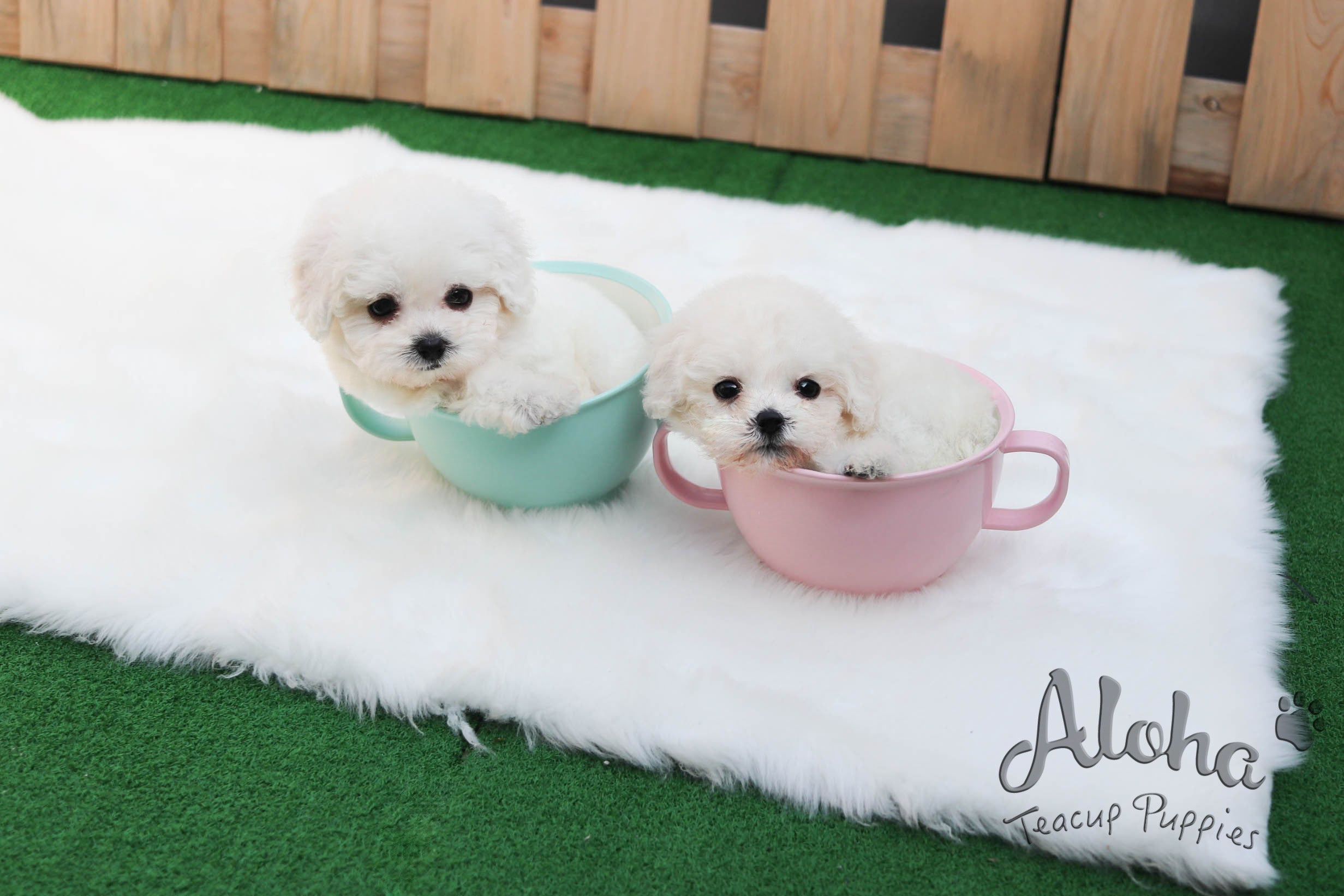 Vendido a Jax, Tango [Bichón de taza de té]