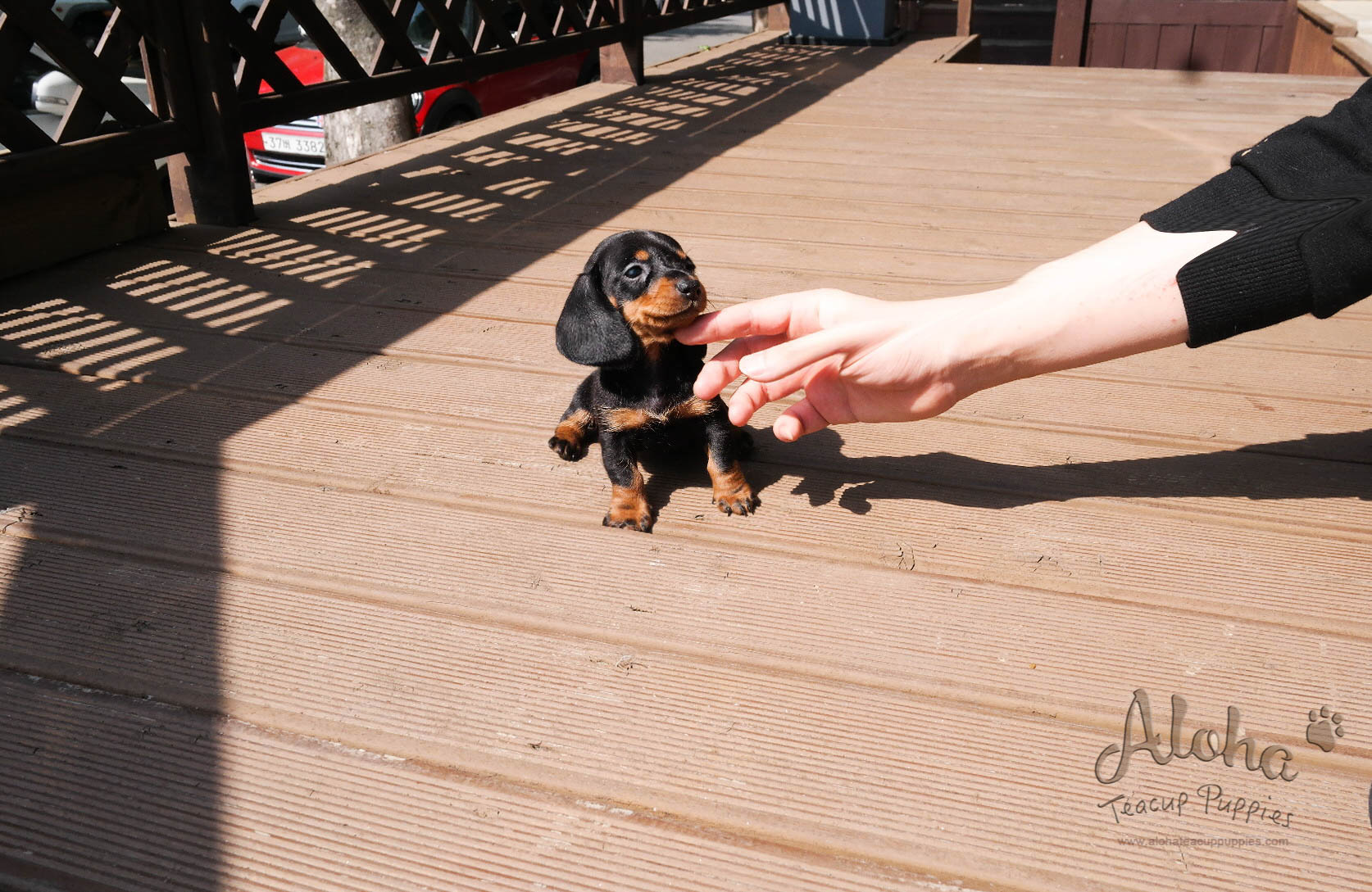 Yam [TEACUP Dachshund]
