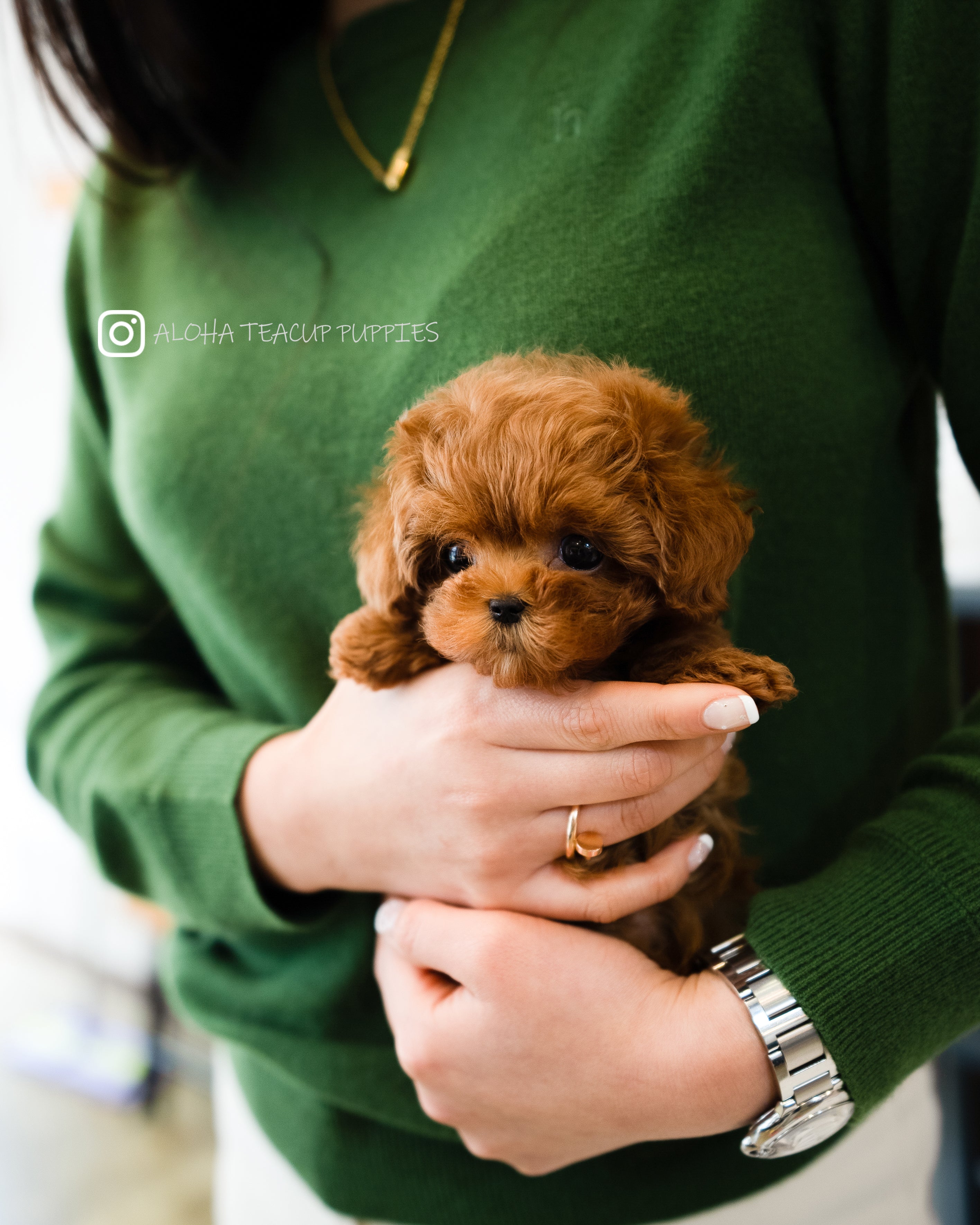 Finn [TEACUP MALTIPOO]